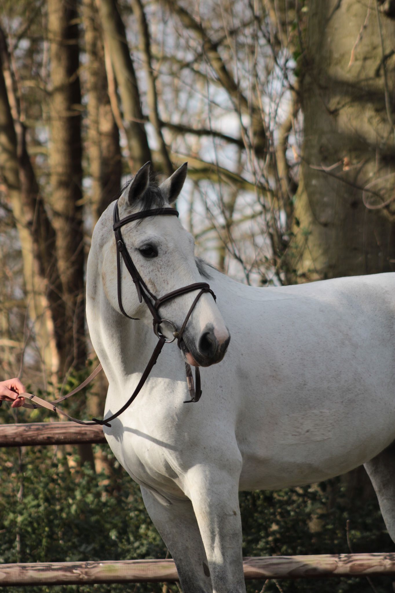 kwpn fokmerrie merrie 12 years old schimmel for sale - Photo 6