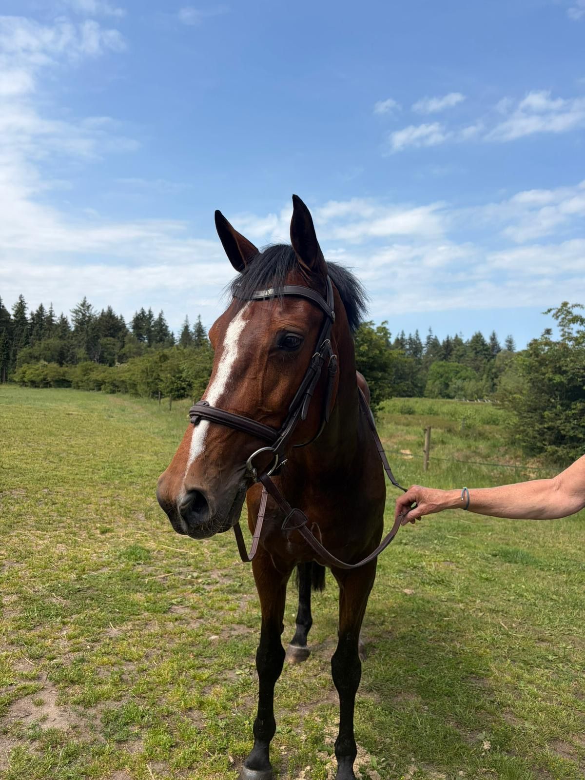 kwpn allrounder merrie 5 years old donkerbruin for sale - Photo 2