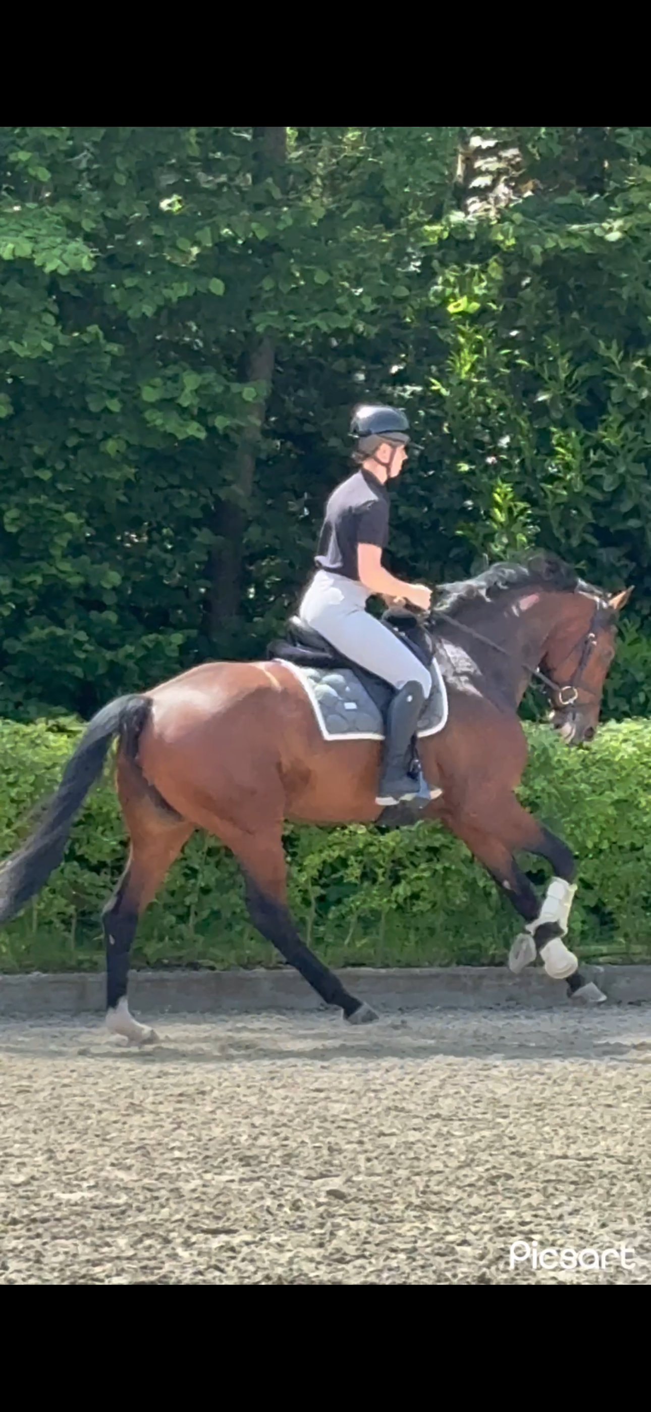 kwpn allrounder merrie 5 years old donkerbruin for sale - Photo 4