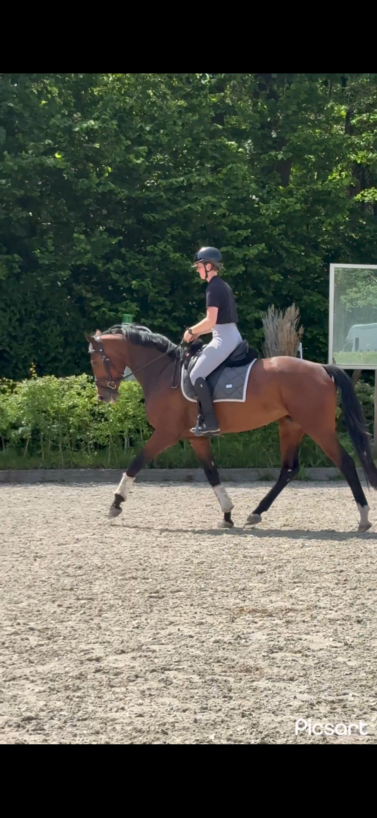 kwpn allrounder merrie 5 years old donkerbruin for sale - Photo 3