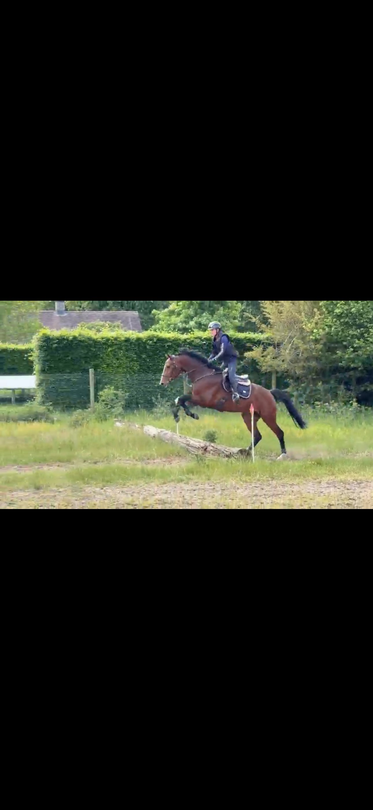 kwpn allrounder merrie 5 years old donkerbruin for sale - Photo 6