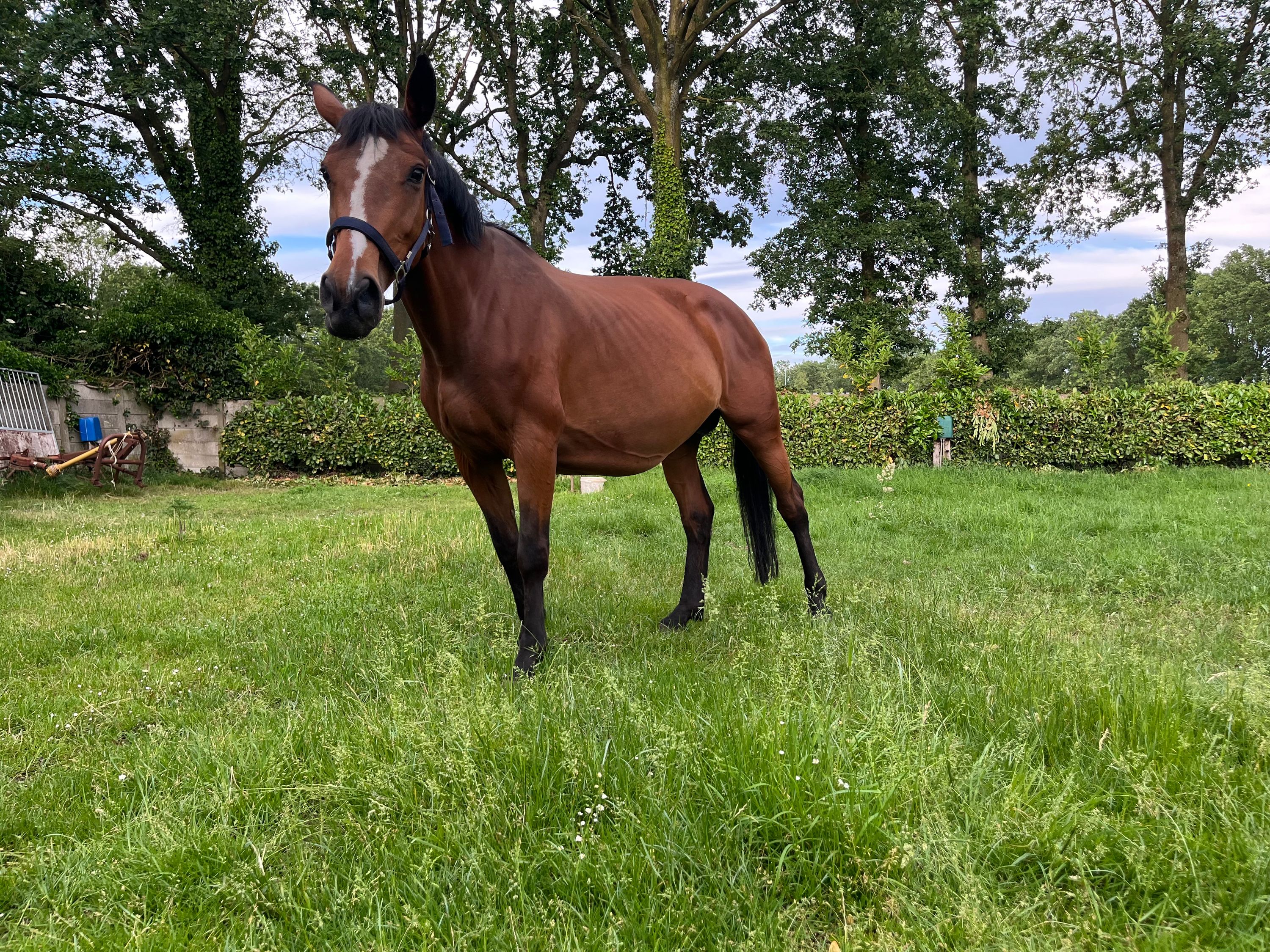 Broodmare Molga line just foaled.