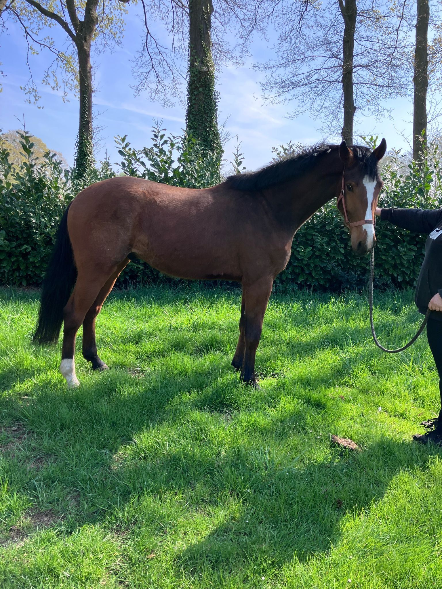 nrps fokmerrie merrie 16 jaar bruin te koop - Foto 5