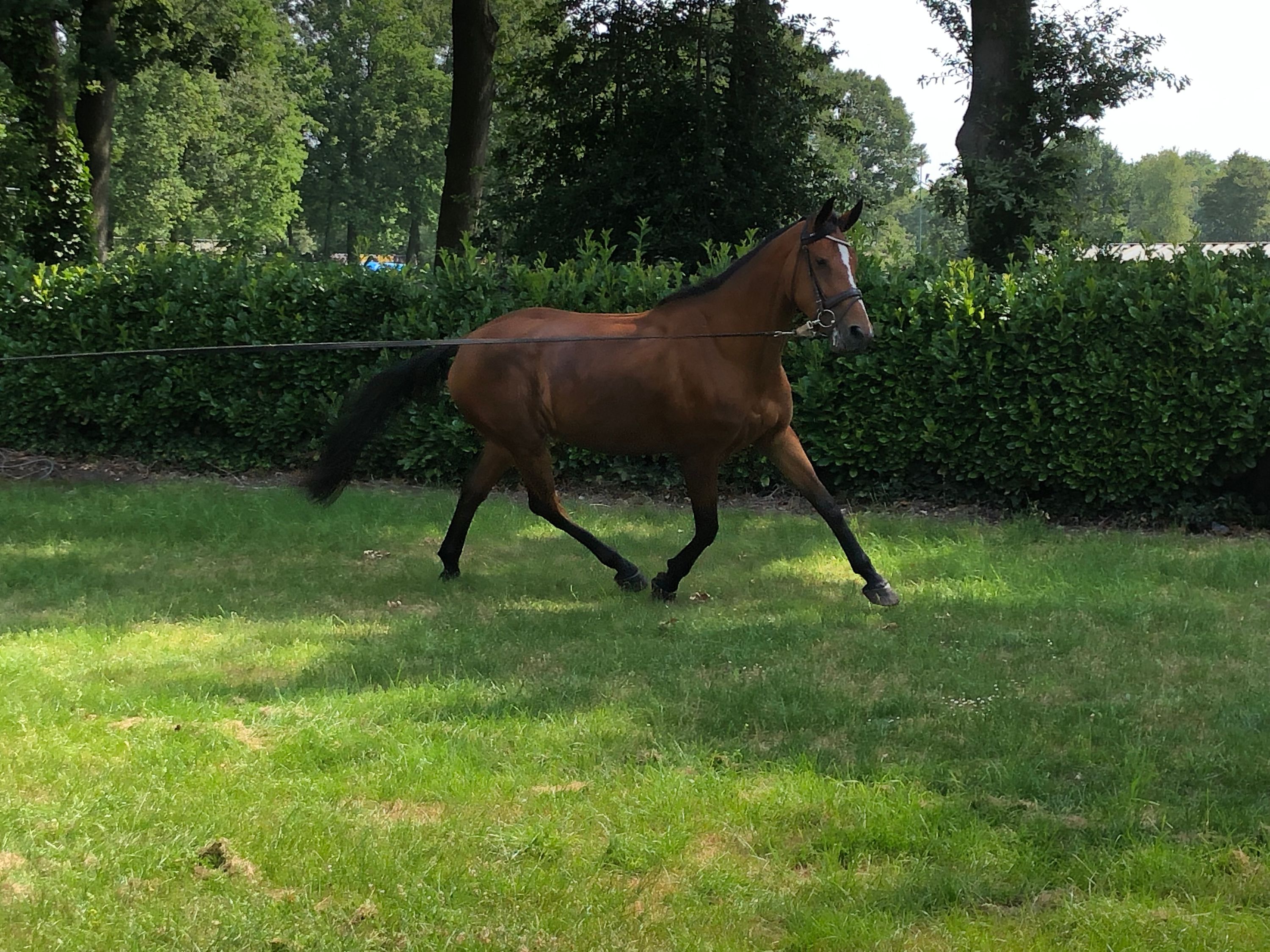 nrps fokmerrie merrie 16 jaar bruin te koop - Foto 2