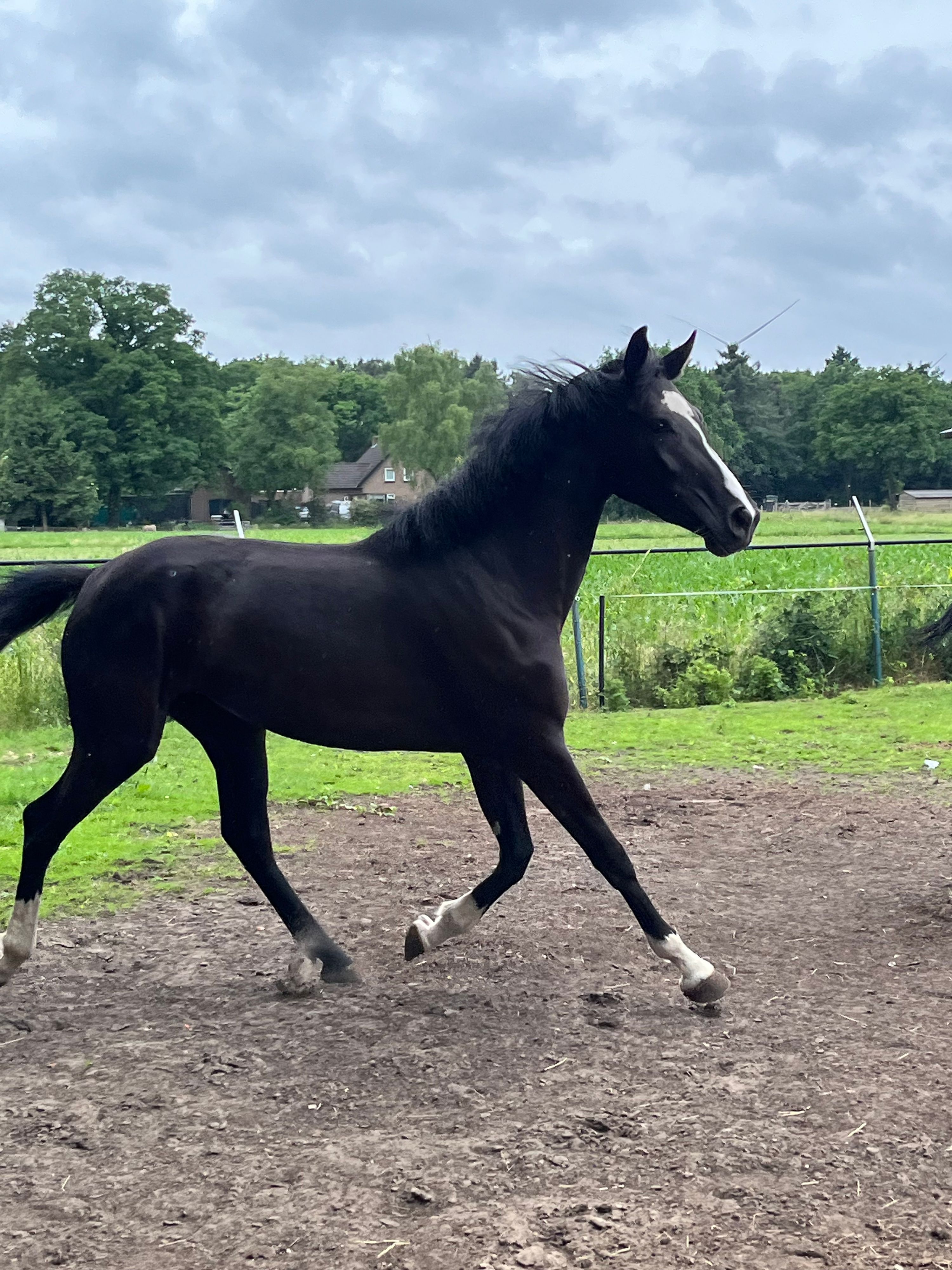 nrps fokmerrie merrie 16 jaar bruin te koop - Foto 6