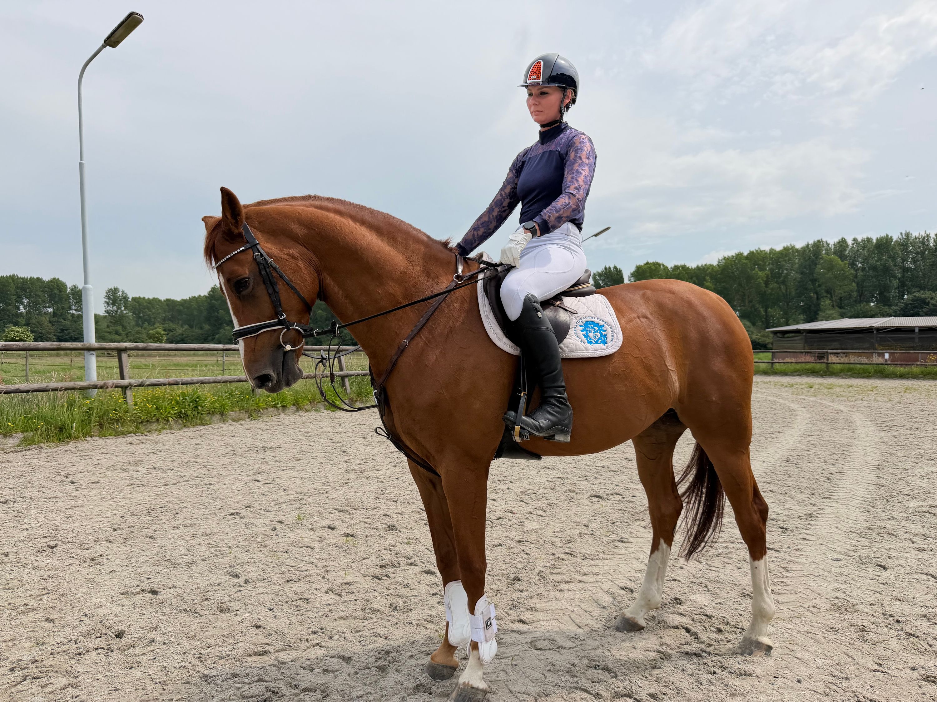 Showjumper for sale