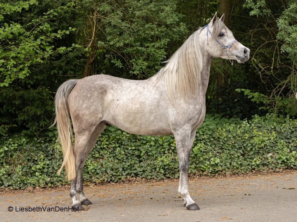 Karim - 4-year-old Arabian gelding with top character and Endurance pedigree