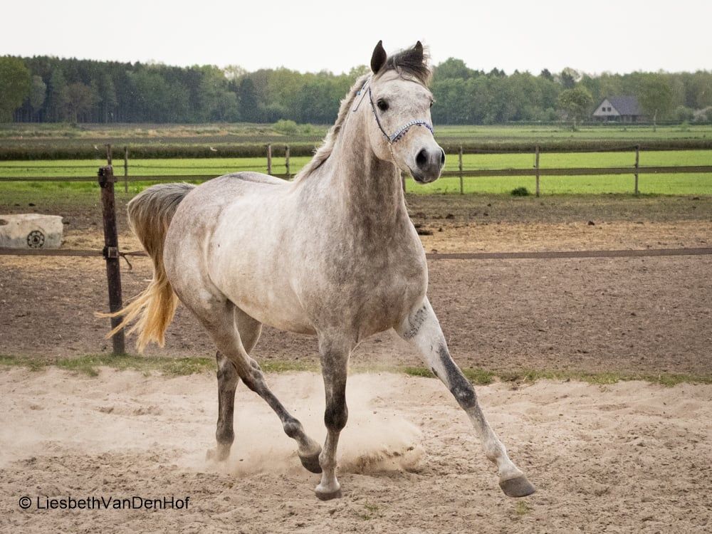 arabier allrounder ruin 4 years old schimmel for sale - Photo 4