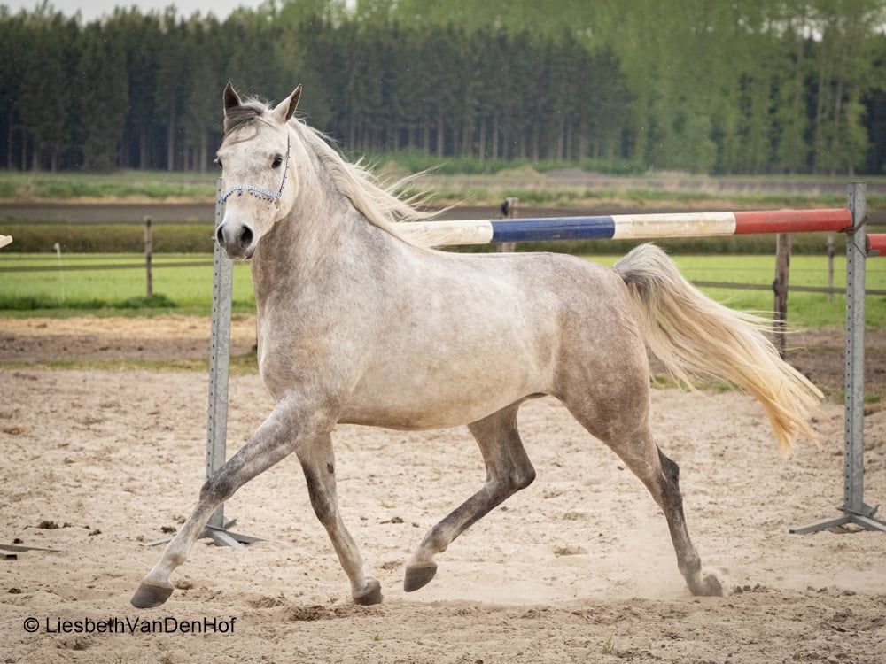 arabier allrounder ruin 4 years old schimmel for sale - Photo 6