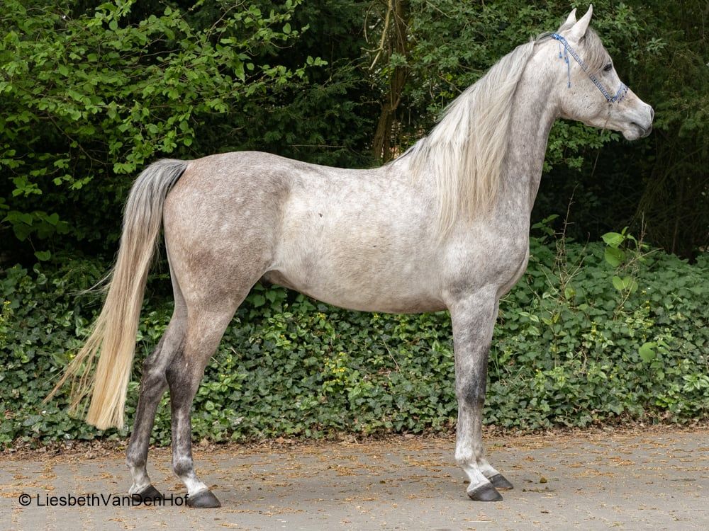arabier allrounder ruin 4 years old schimmel for sale - Photo 3