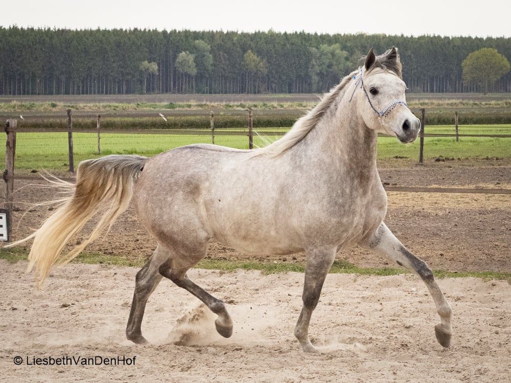 arabier allrounder ruin 4 years old schimmel for sale - Photo 5