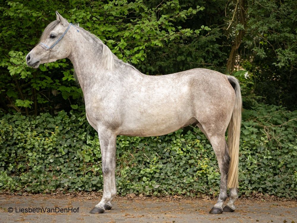 arabier allrounder ruin 4 years old schimmel for sale - Photo 2