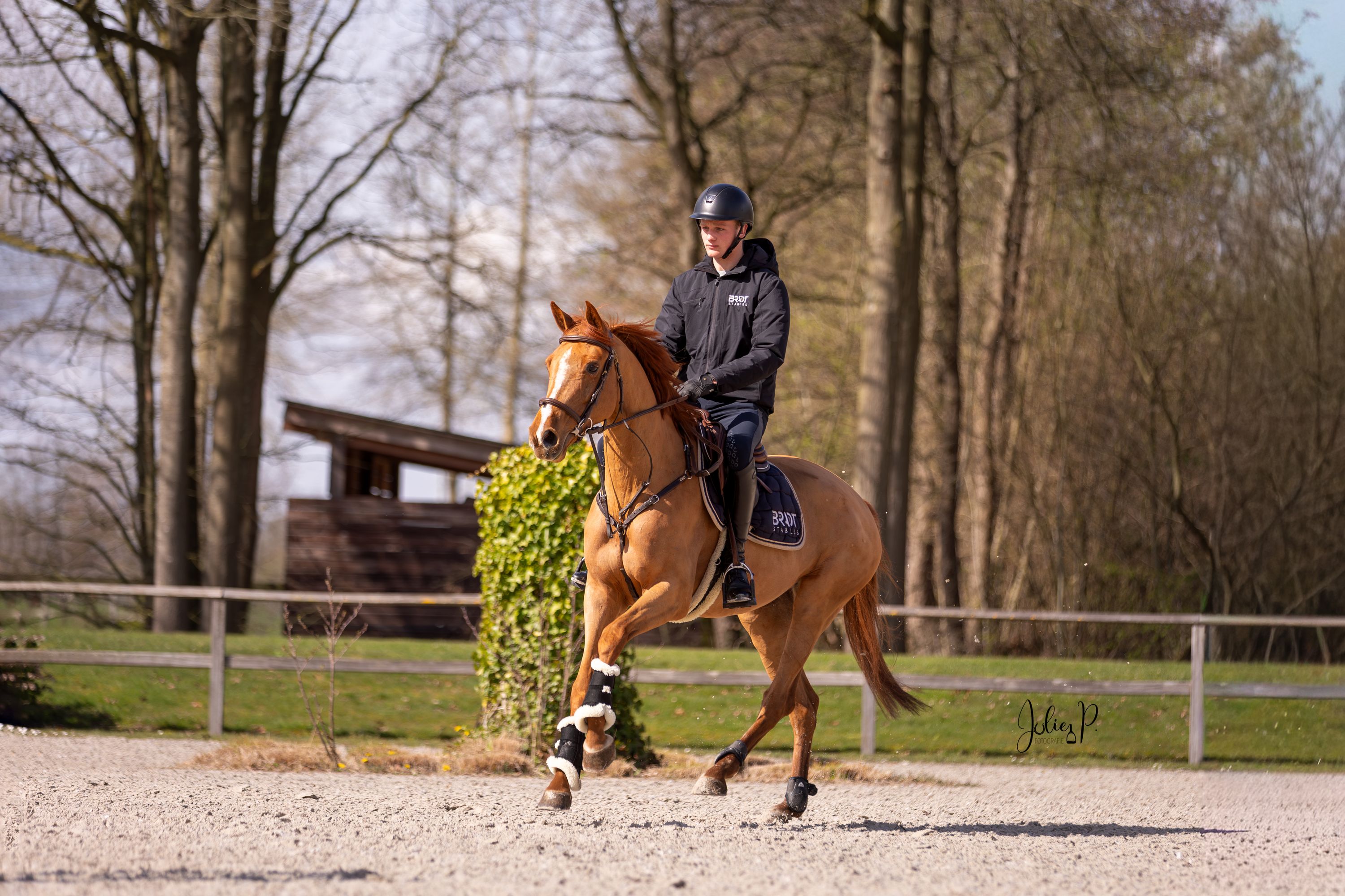 zangersheide springpaard merrie 8 år vos till salu - Foto 3