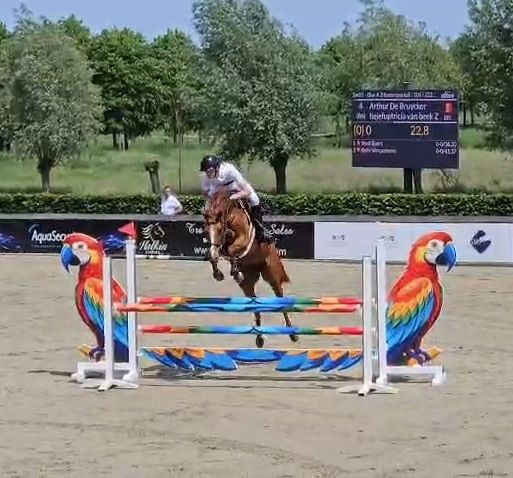 zangersheide springpaard merrie 8 år vos till salu - Foto 2