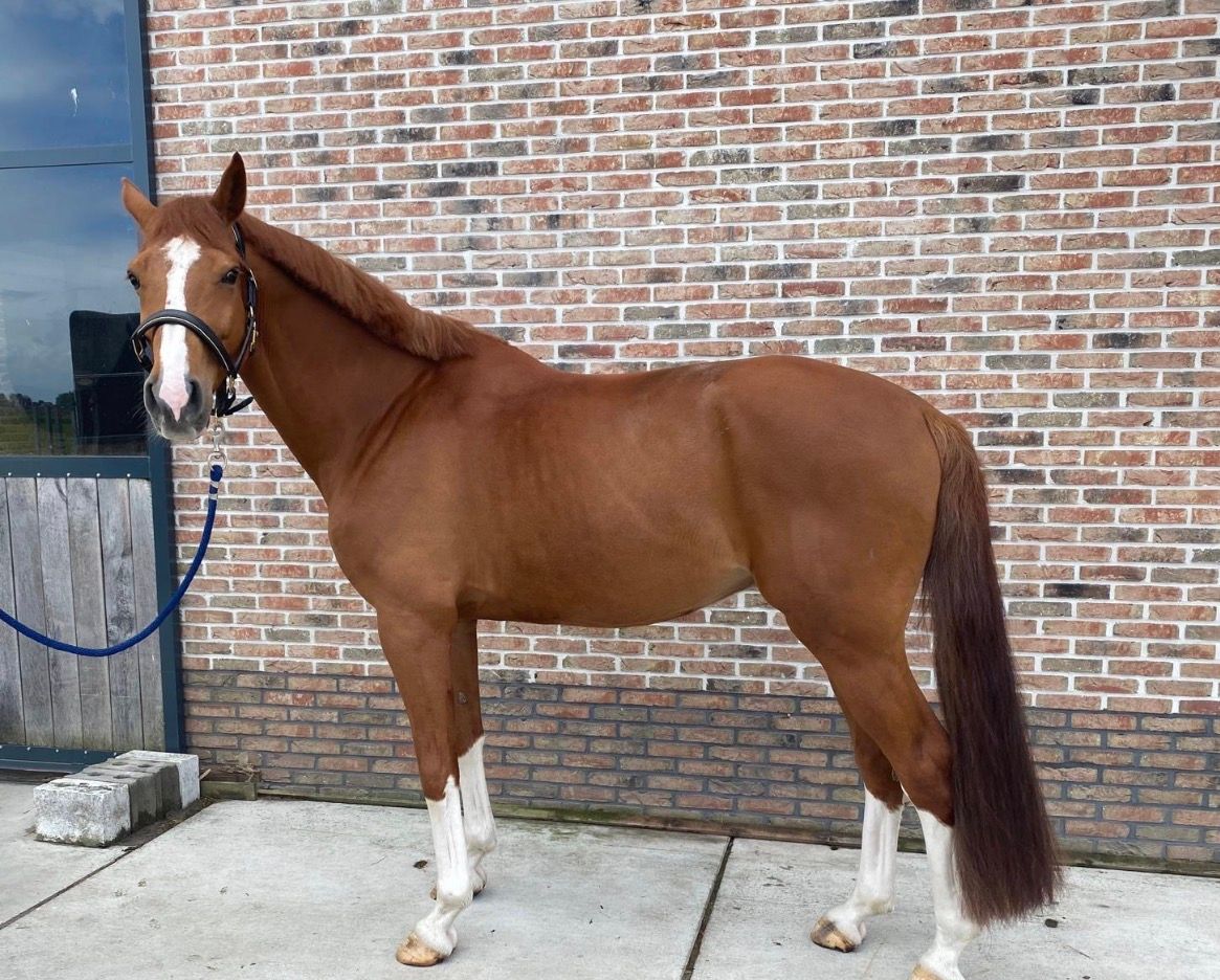 Very beautiful and sweet show jumper / dressage horse for sale
