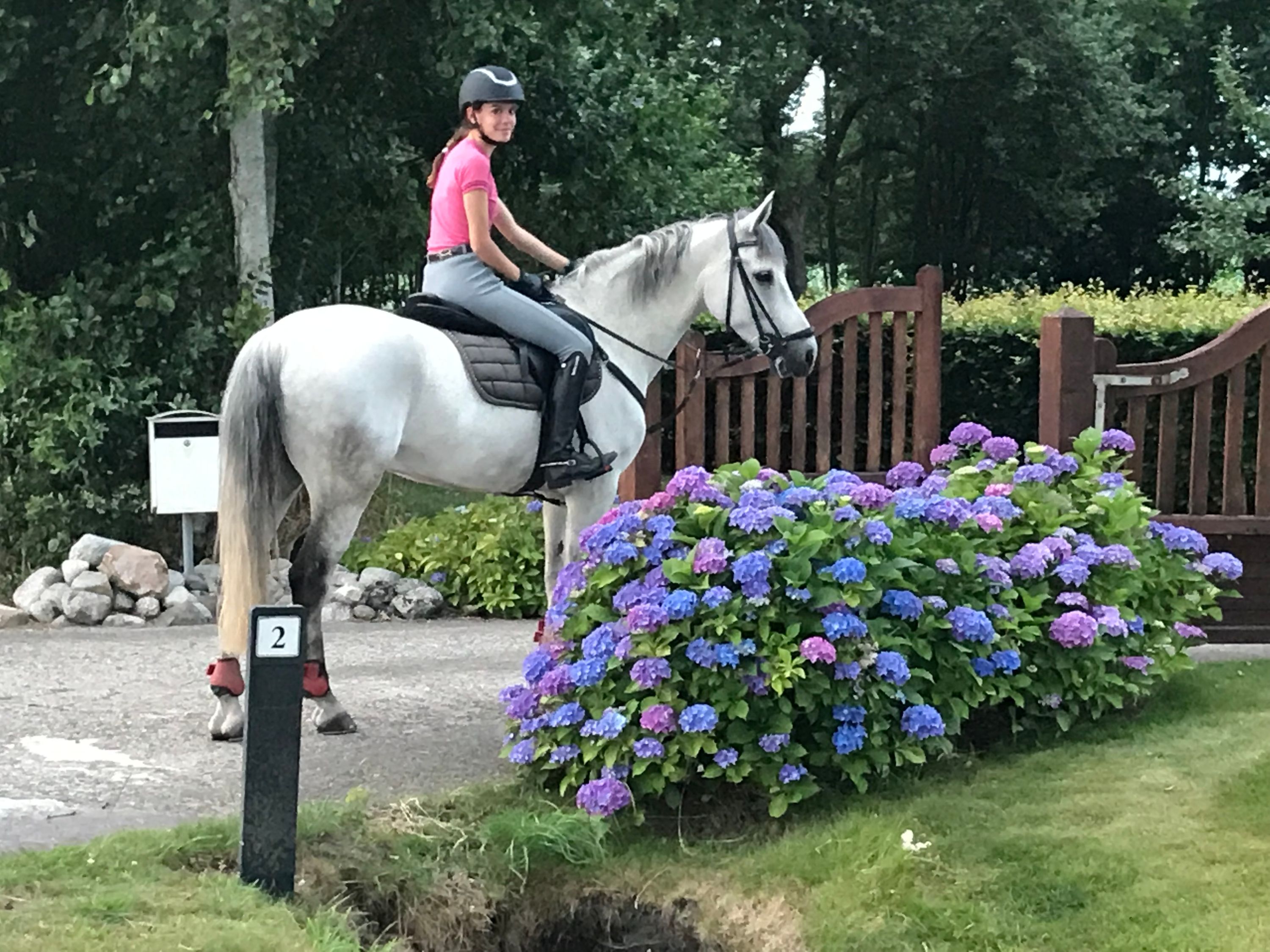 connemara allround-pony ruin 16 岁 schimmel 出售 - 照片 2