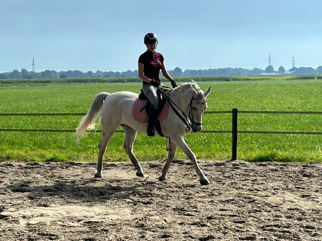 connemara allround-pony ruin 16 岁 schimmel 出售 - 照片 3