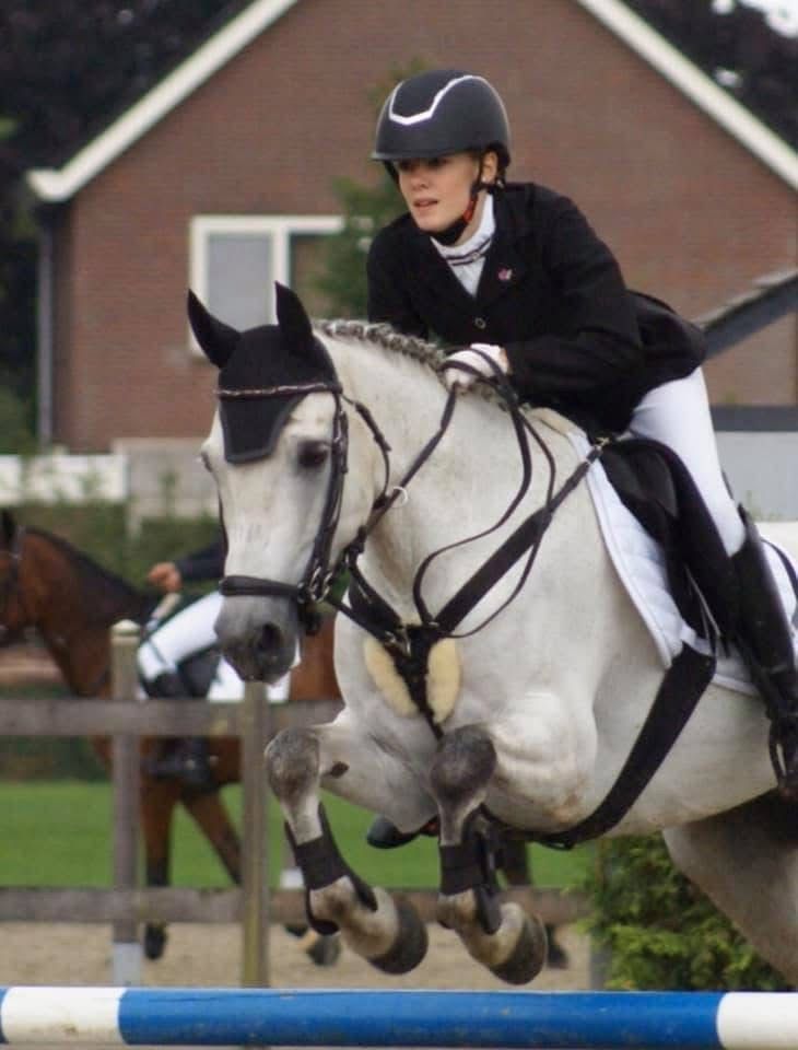 connemara allround-pony ruin 16 岁 schimmel 出售 - 照片 4