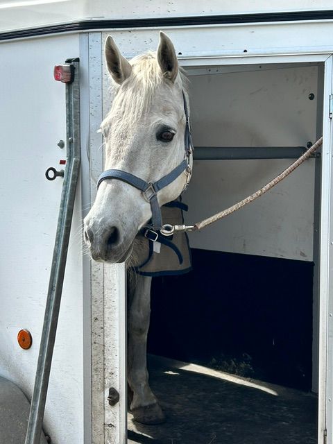 connemara allround-pony ruin 16 岁 schimmel 出售 - 照片 5