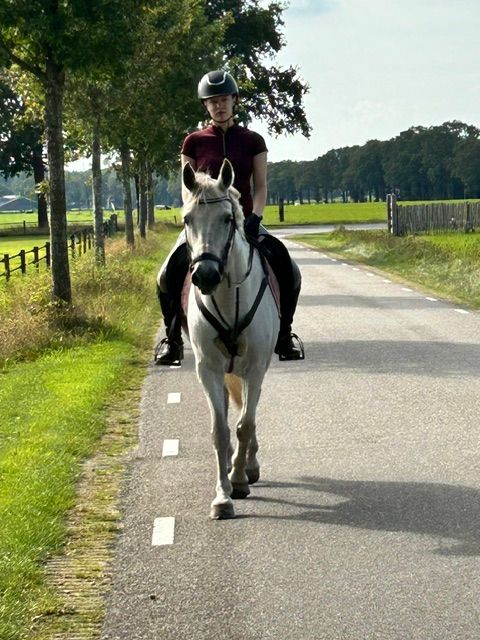 connemara allround-pony ruin 16 岁 schimmel 出售 - 照片 6