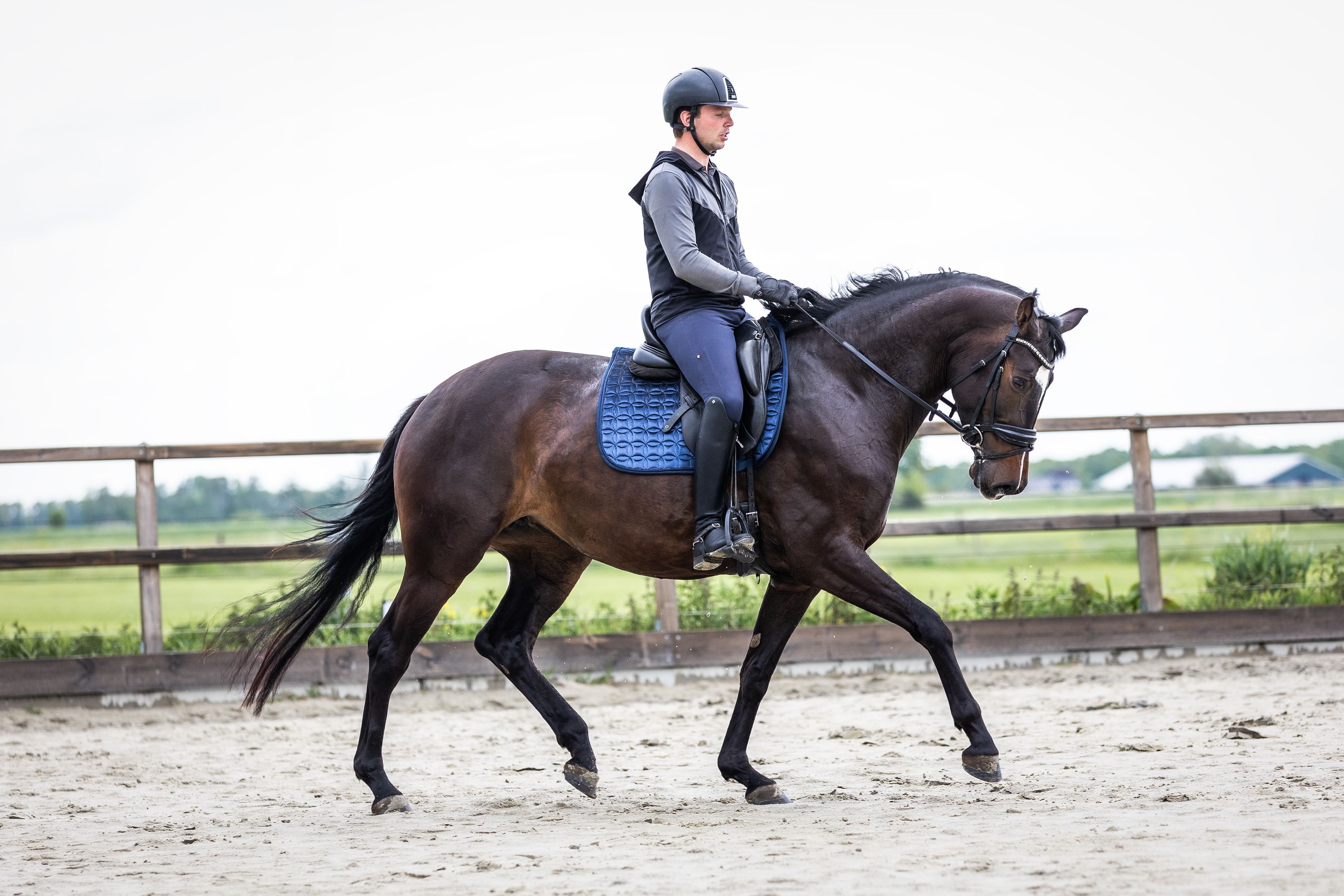 kwpn dressuurpaard merrie 5 Jahre alt donkerbruin zu verkaufen - Foto 2
