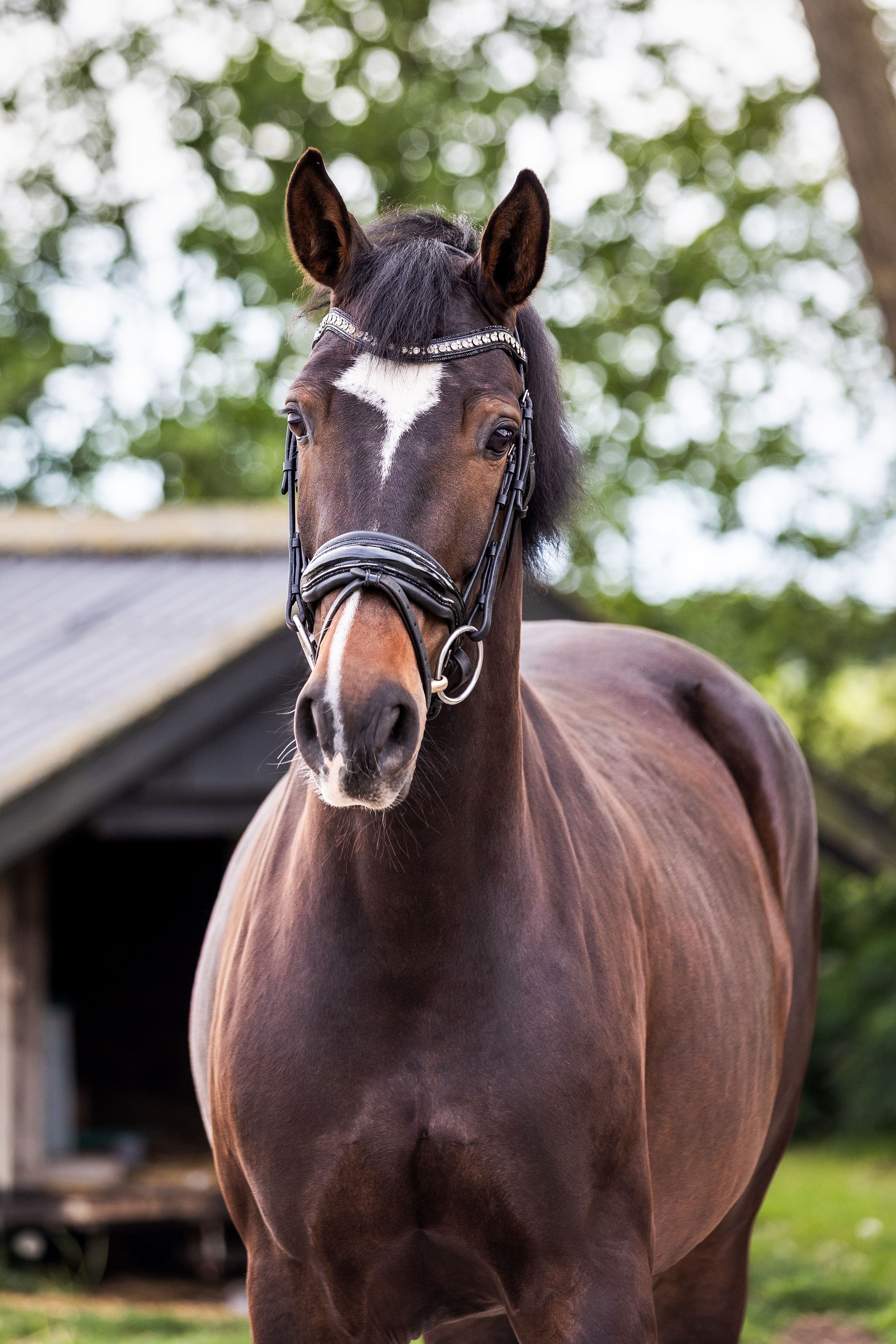 Willing 5-year-old KWPN mare offered for sale