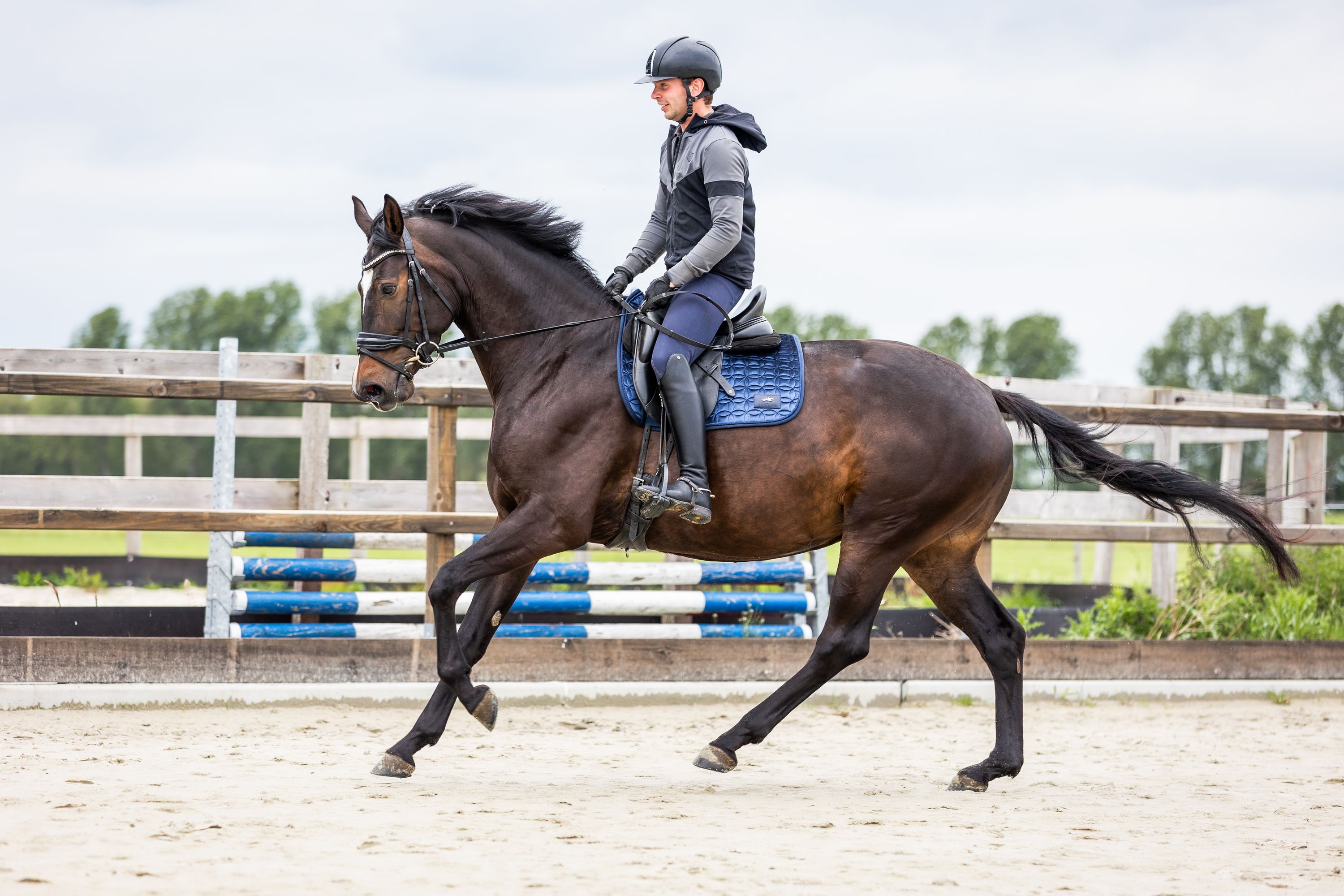 kwpn dressuurpaard merrie 5 Jahre alt donkerbruin zu verkaufen - Foto 3