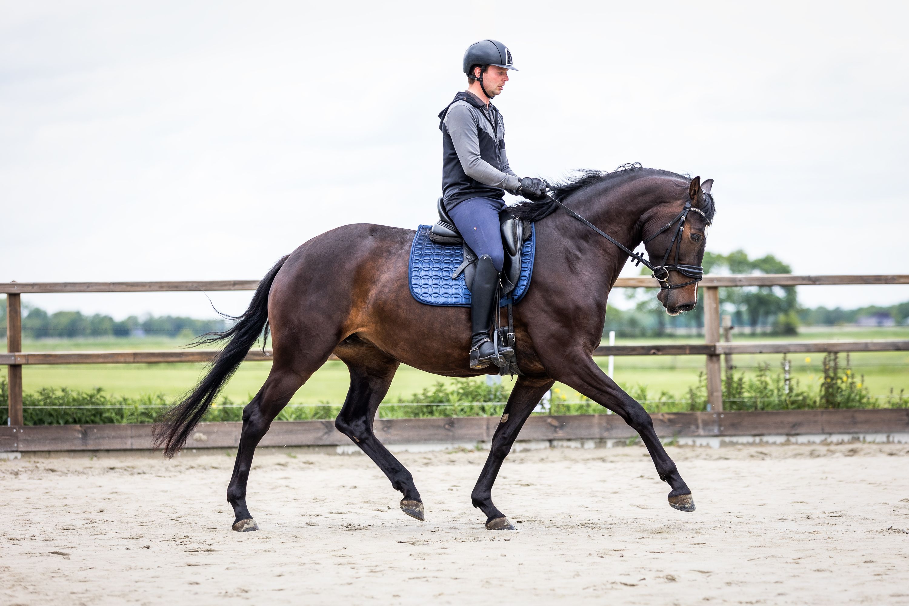 kwpn dressuurpaard merrie 5 Jahre alt donkerbruin zu verkaufen - Foto 4