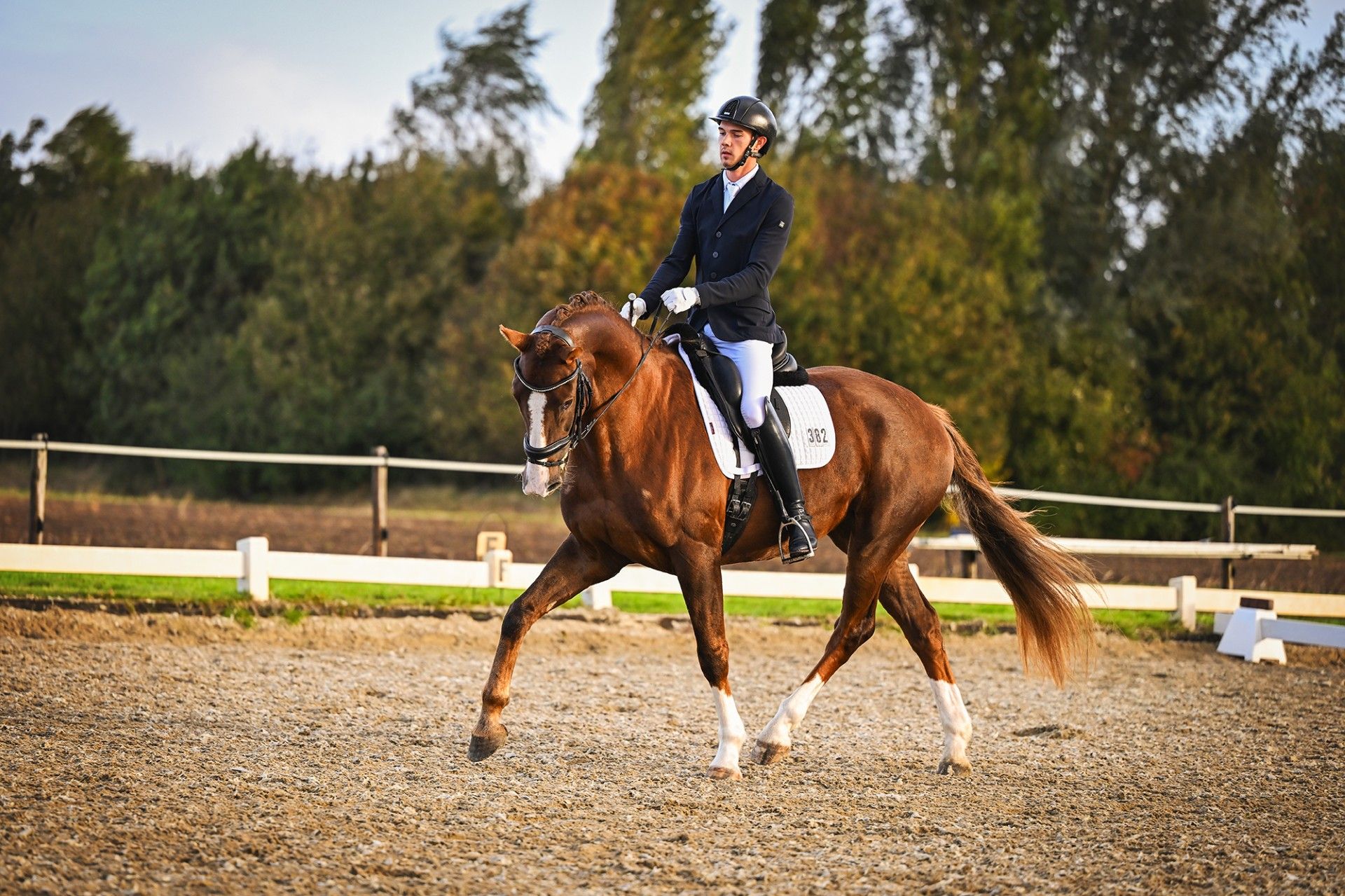 kwpn dressuurpaard ruin 5 歳 vos 売り出し中 - 写真 2