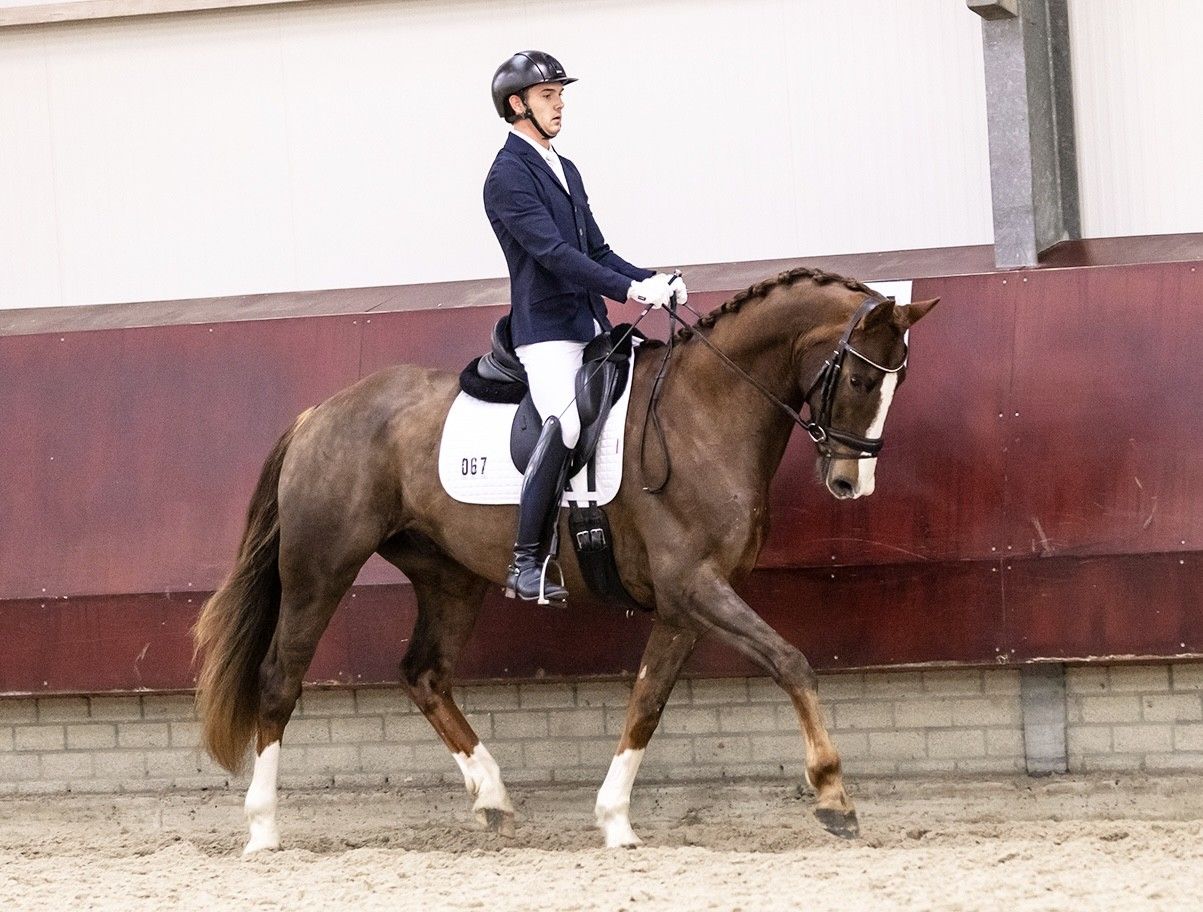 kwpn dressuurpaard ruin 5 歳 vos 売り出し中 - 写真 4