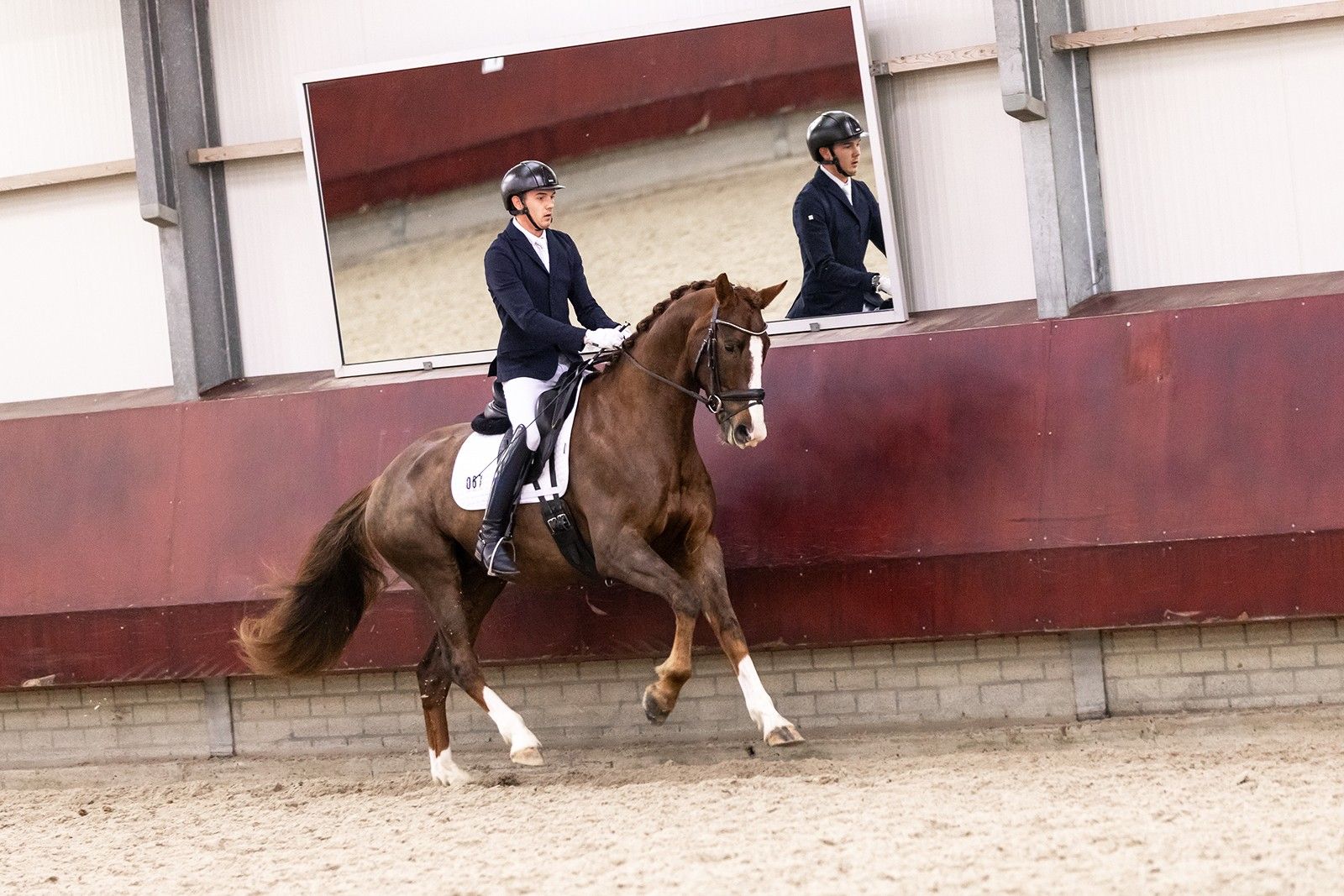 kwpn dressuurpaard ruin 5 歳 vos 売り出し中 - 写真 3