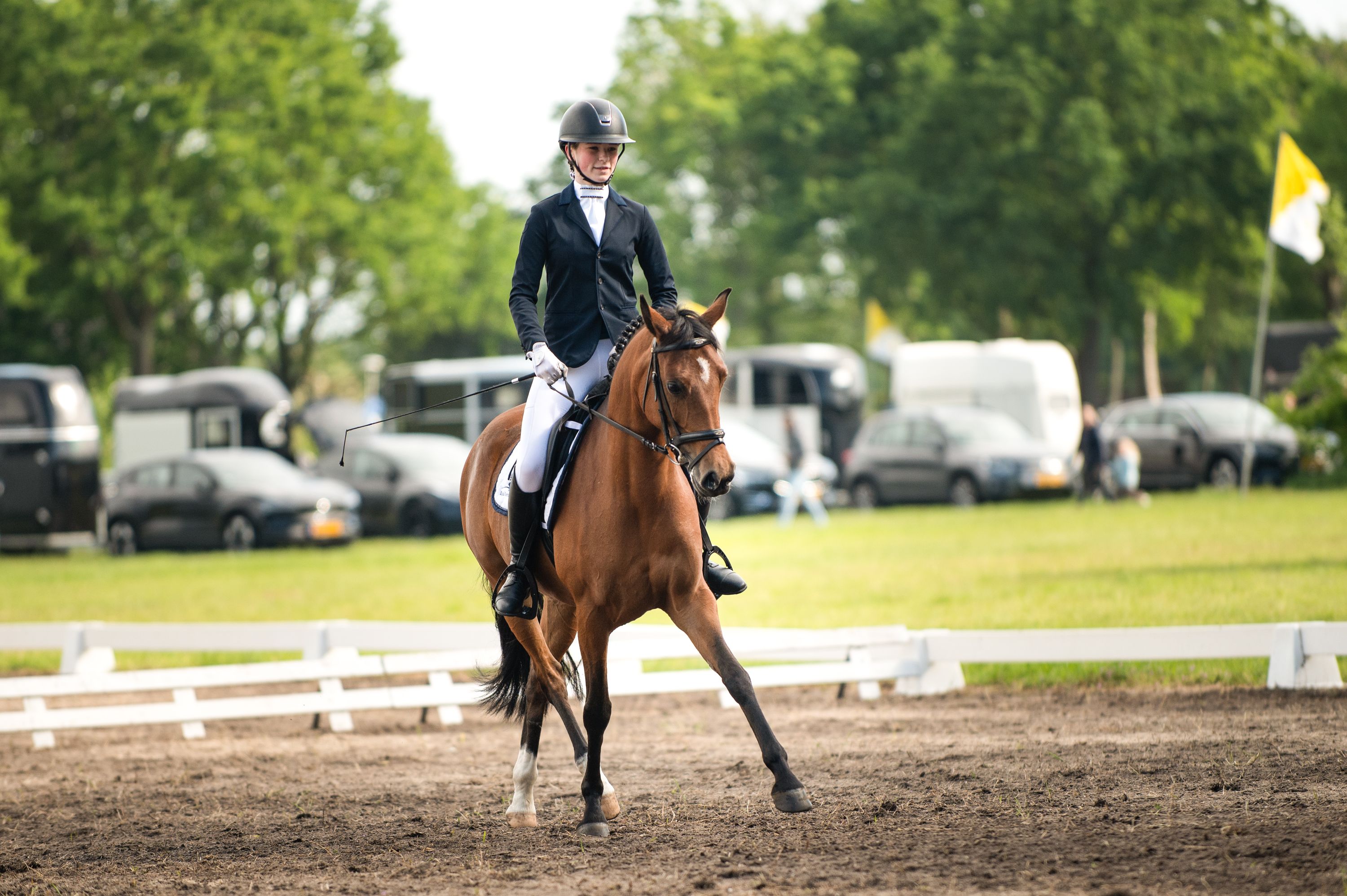 NRPS allround-pony Merrie 6 år Bruin till salu - Foto 2