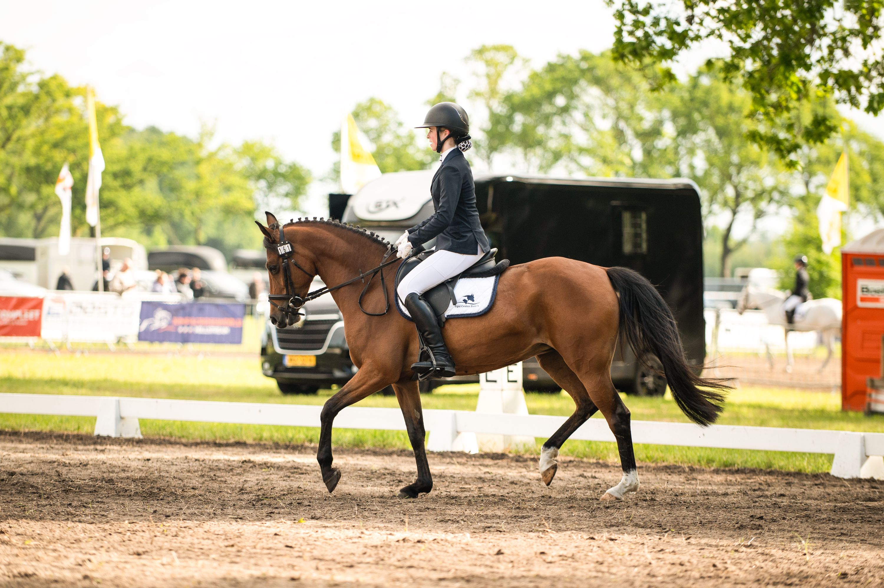 NRPS allround-pony Merrie 6 år Bruin till salu - Foto 3