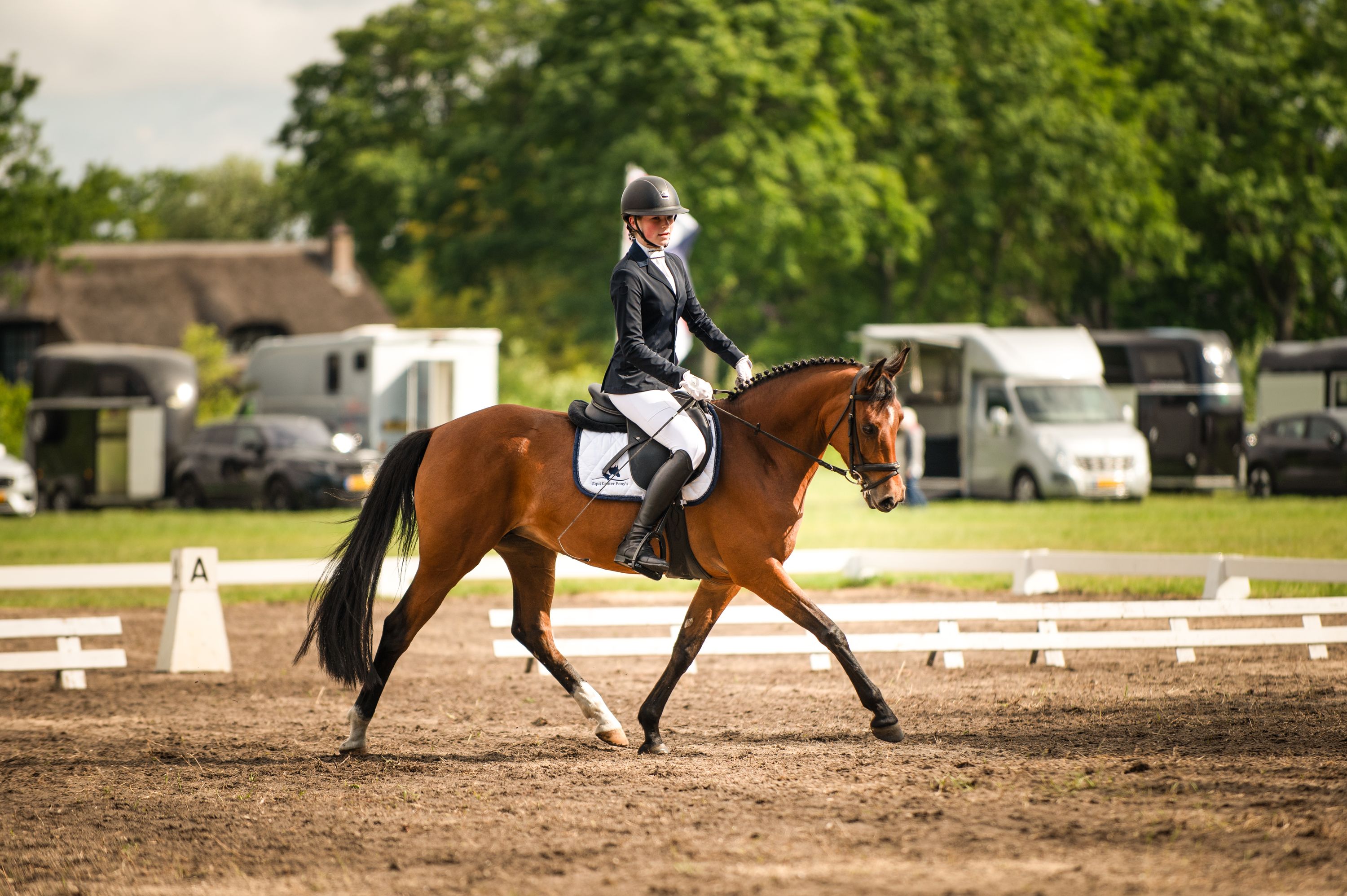 NRPS allround-pony Merrie 6 år Bruin till salu - Foto 4