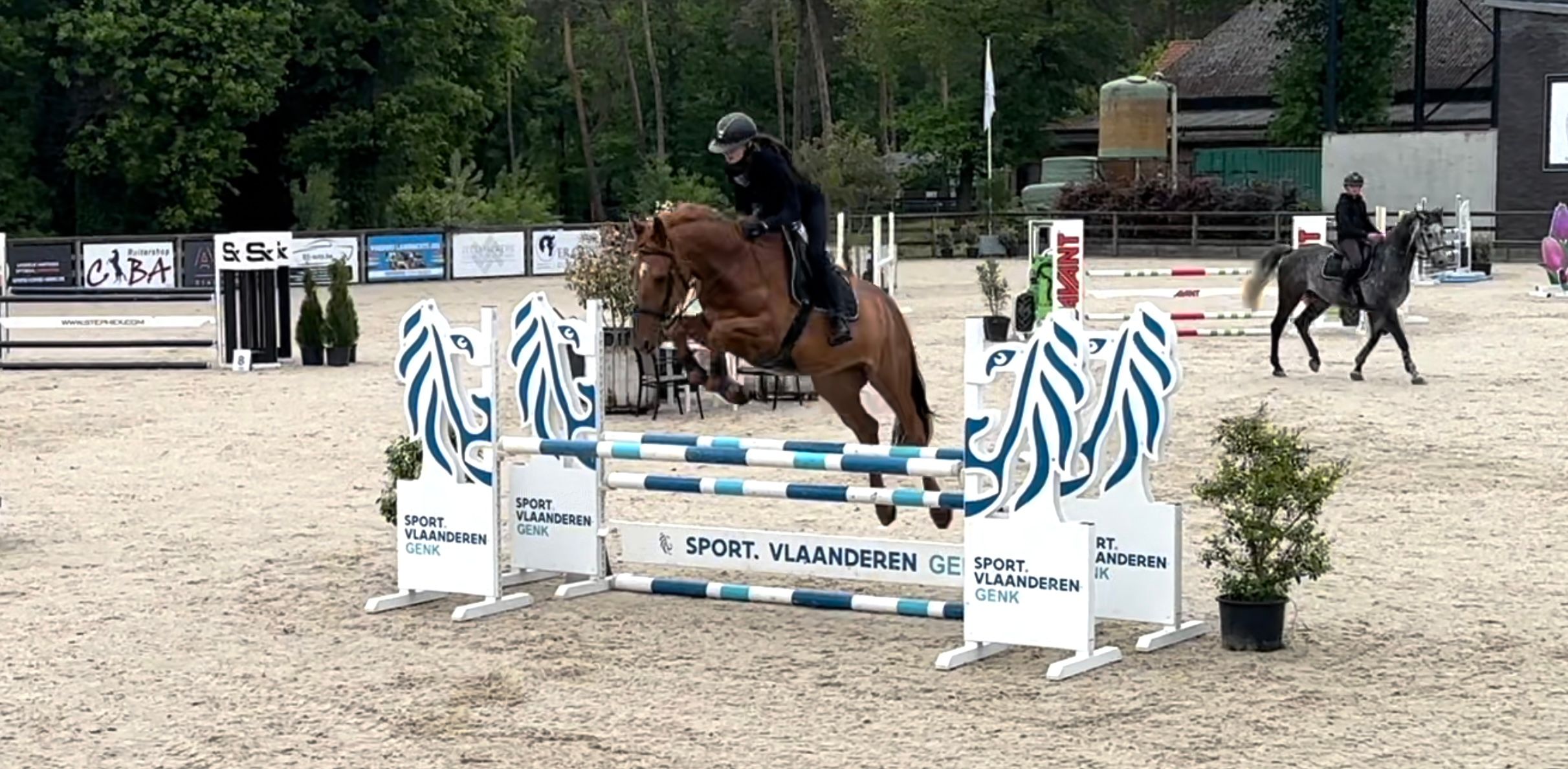 zangersheide springpaard ruin 7 lat vos na sprzedaż - Zdjęcie 2
