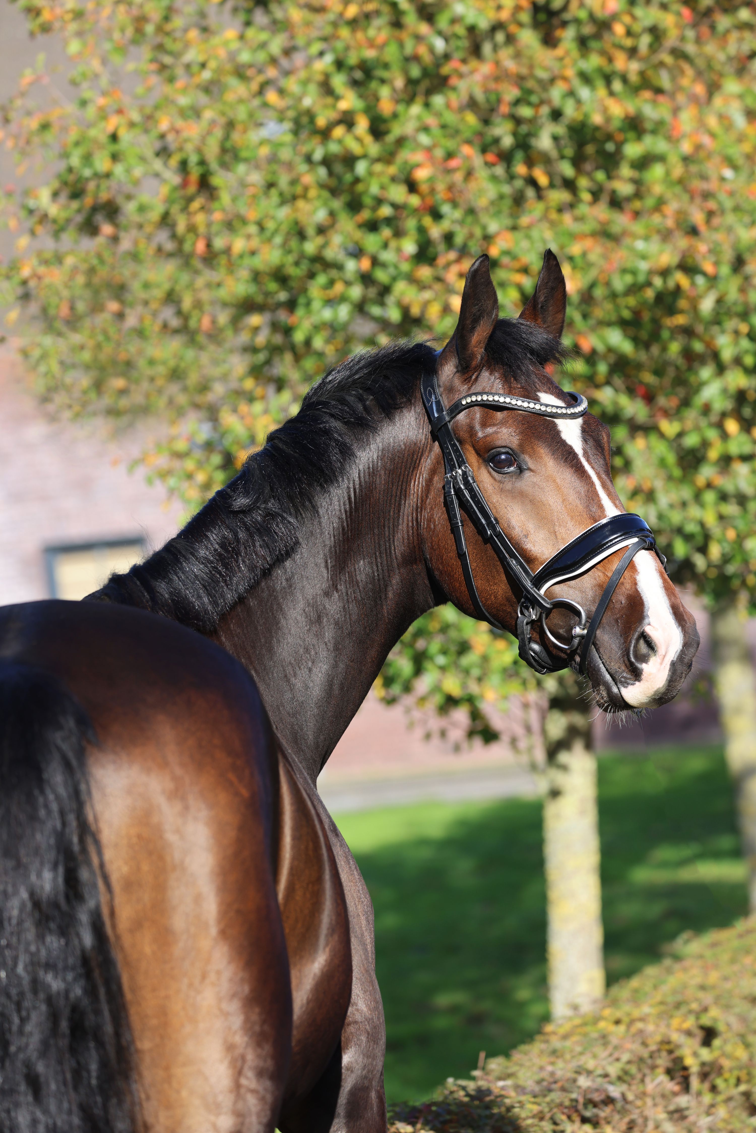 kwpn dressuurpaard ruin 4 歳 donkerbruin 売り出し中 - 写真 6