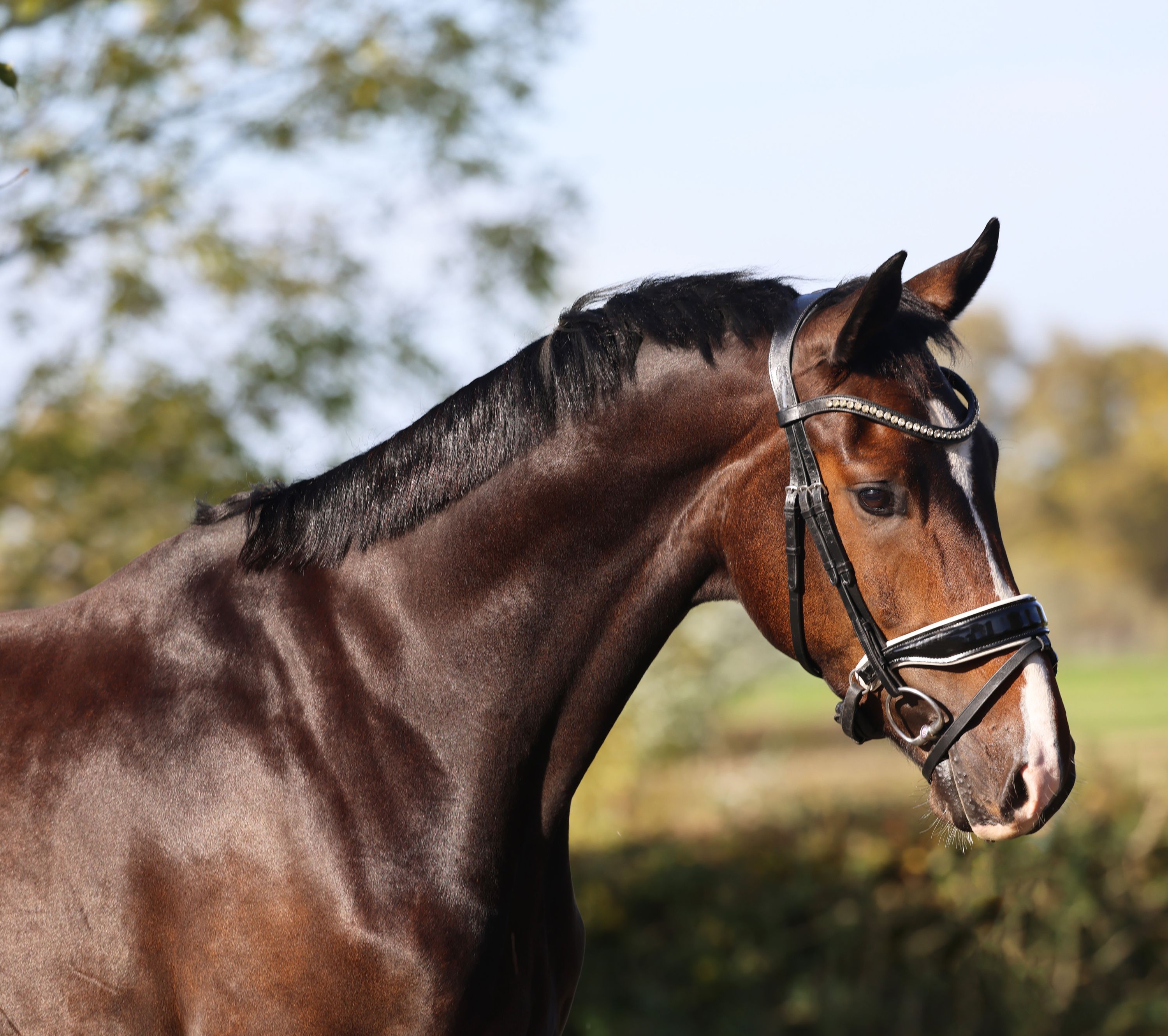 kwpn dressuurpaard ruin 4 歳 donkerbruin 売り出し中 - 写真 5