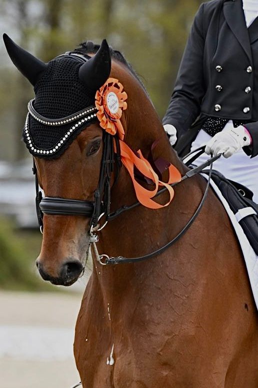 Caballo Internacional de Youngriders