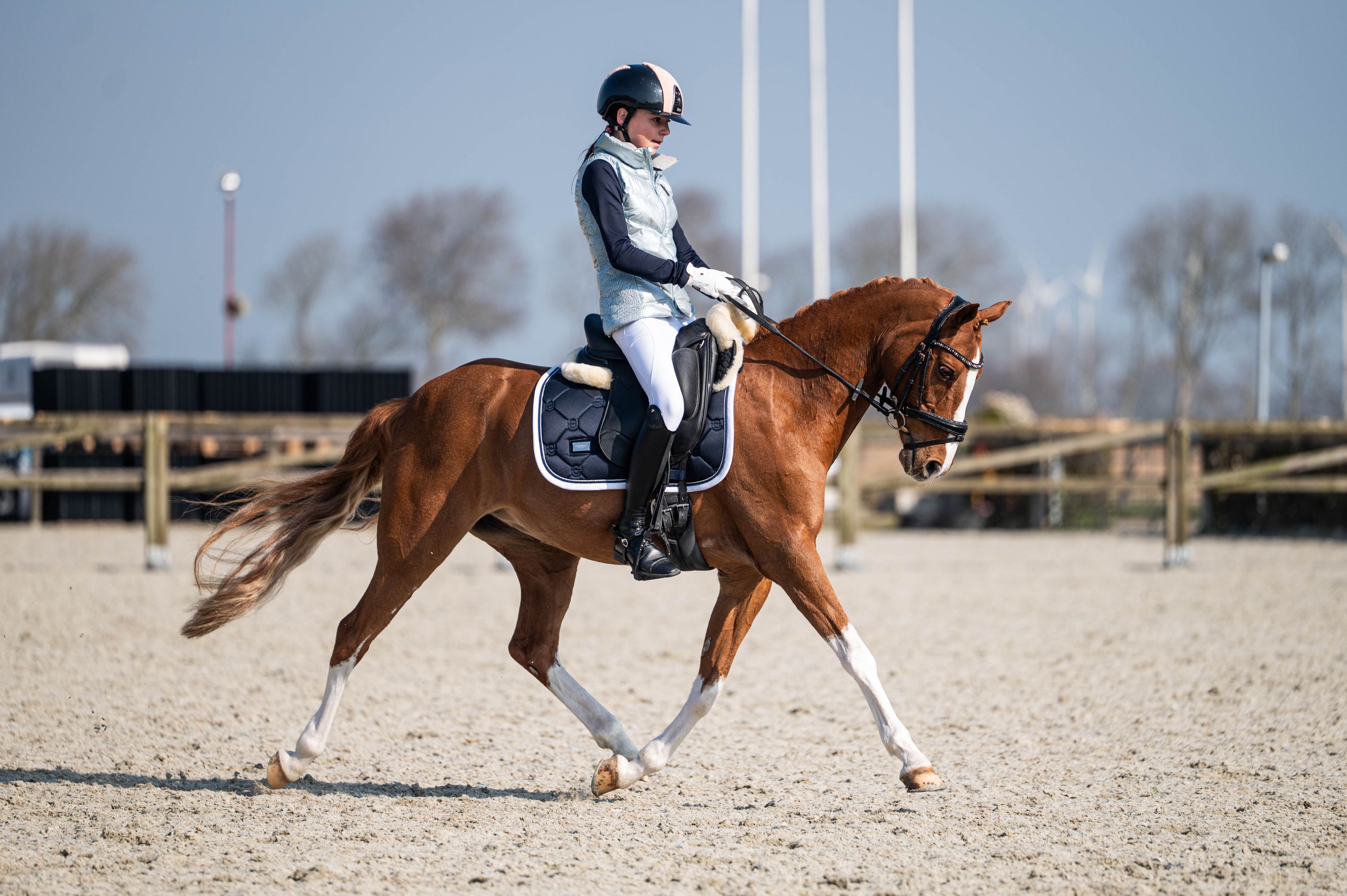 welsh dressuurpony merrie 13 years old vos for sale - Photo 3