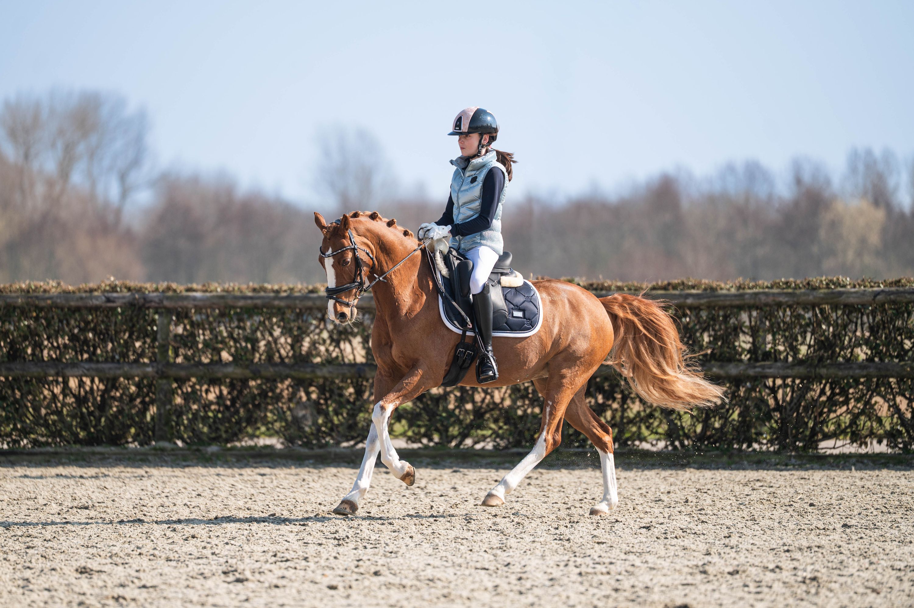 welsh dressuurpony merrie 13 years old vos for sale - Photo 2