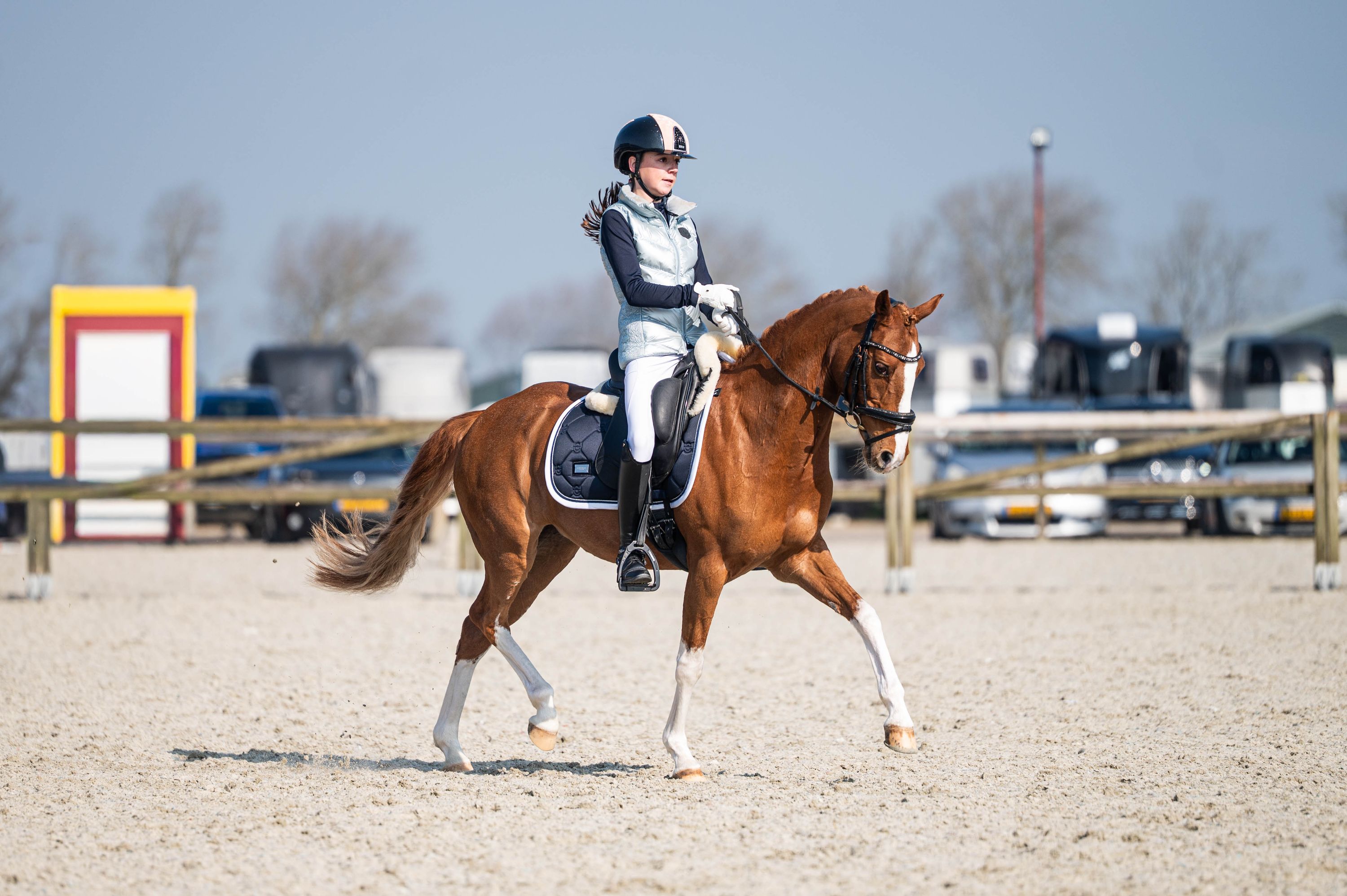 welsh dressuurpony merrie 13 years old vos for sale - Photo 5