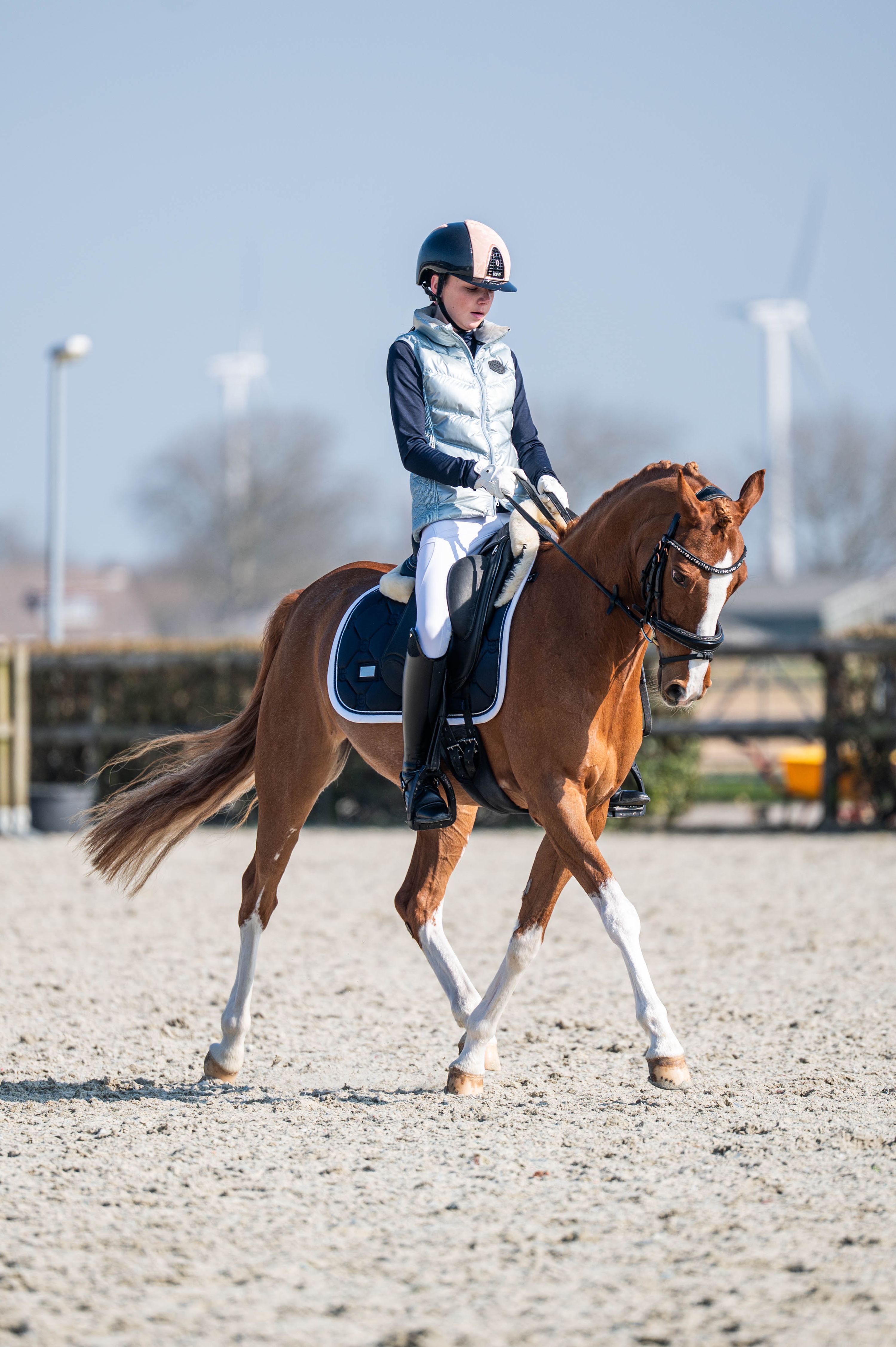 welsh dressuurpony merrie 13 years old vos for sale - Photo 6