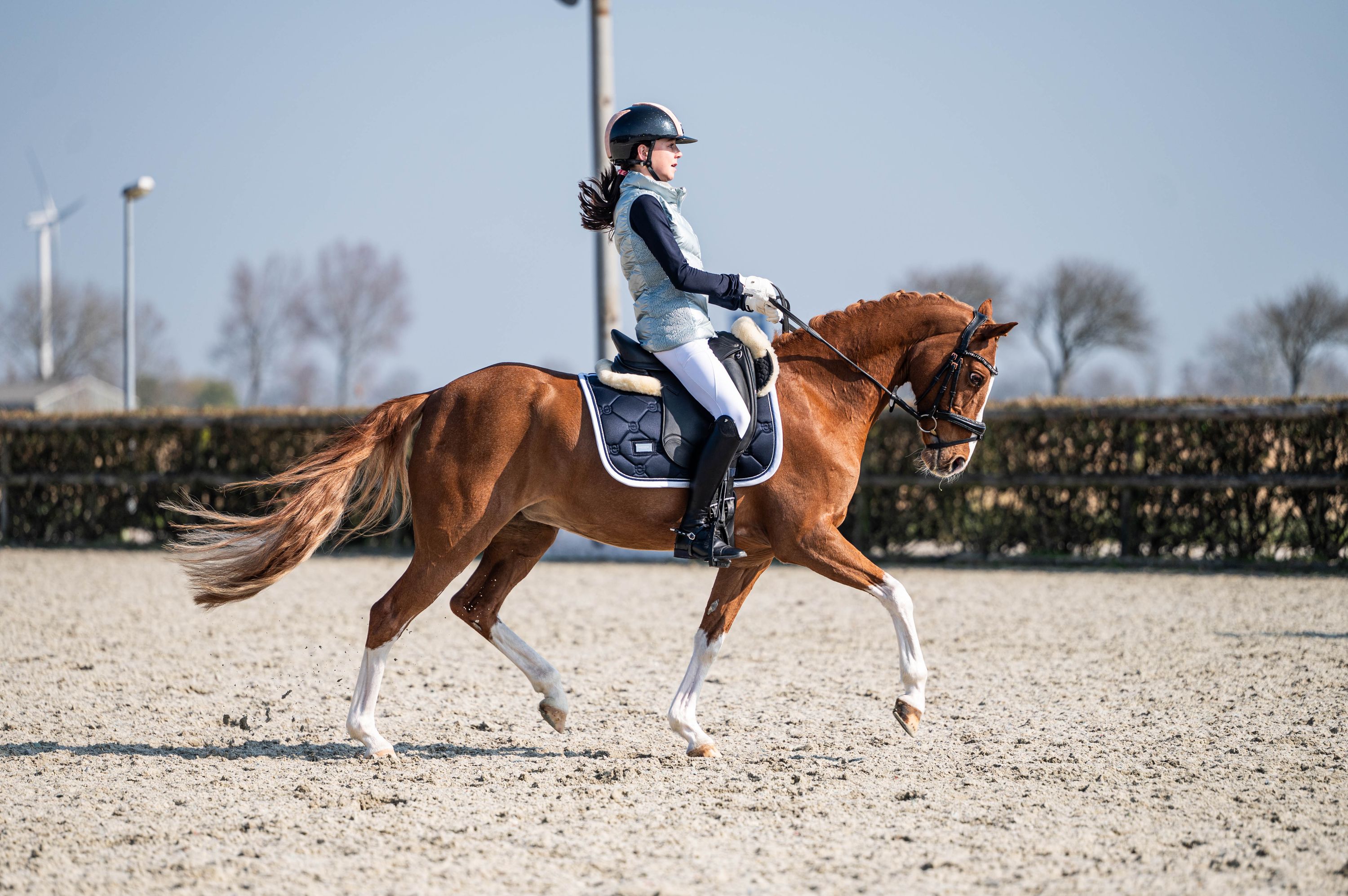 welsh dressuurpony merrie 13 years old vos for sale - Photo 4