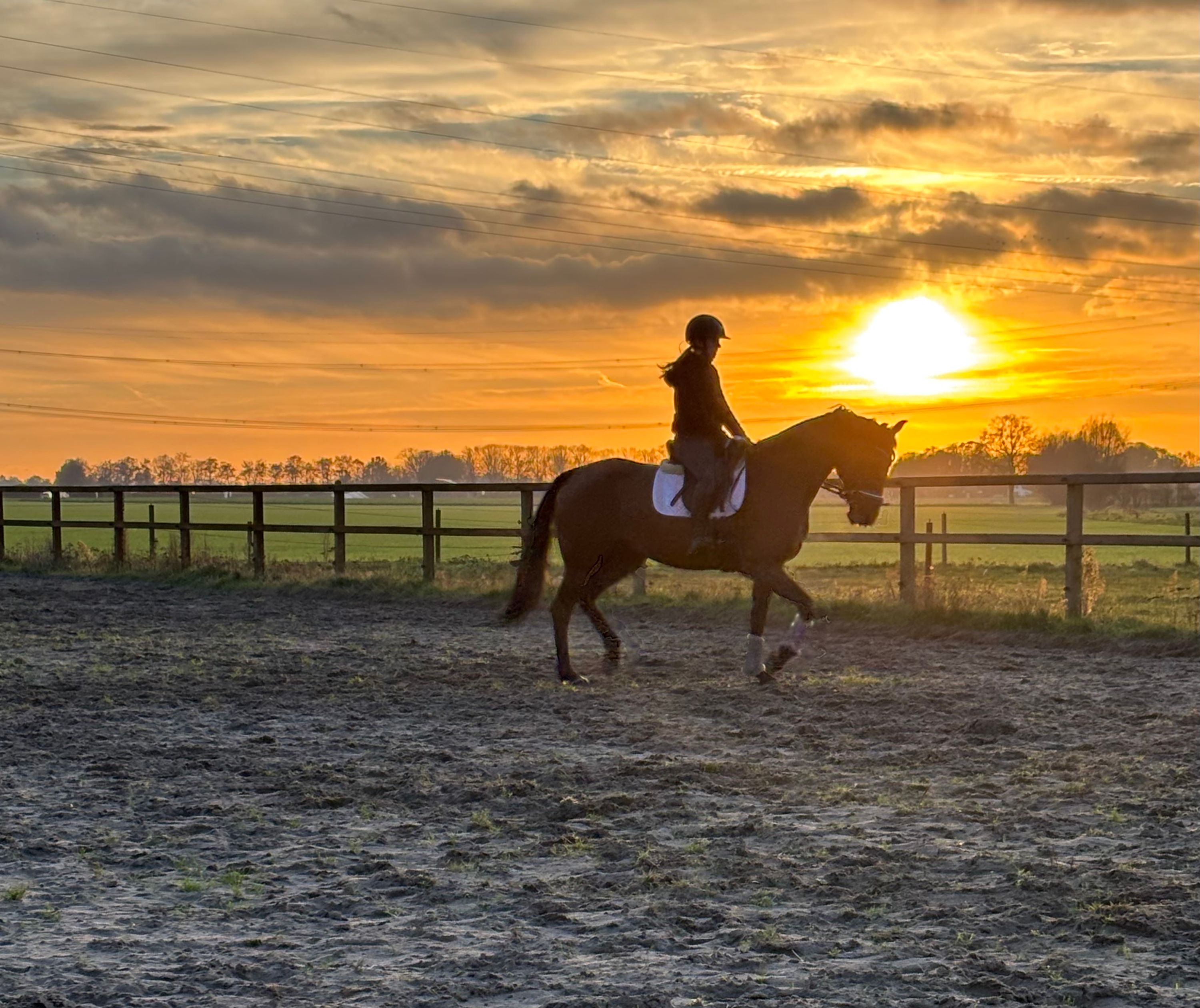 kwpn dressuurpaard merrie 13 jaar te koop - Foto 2