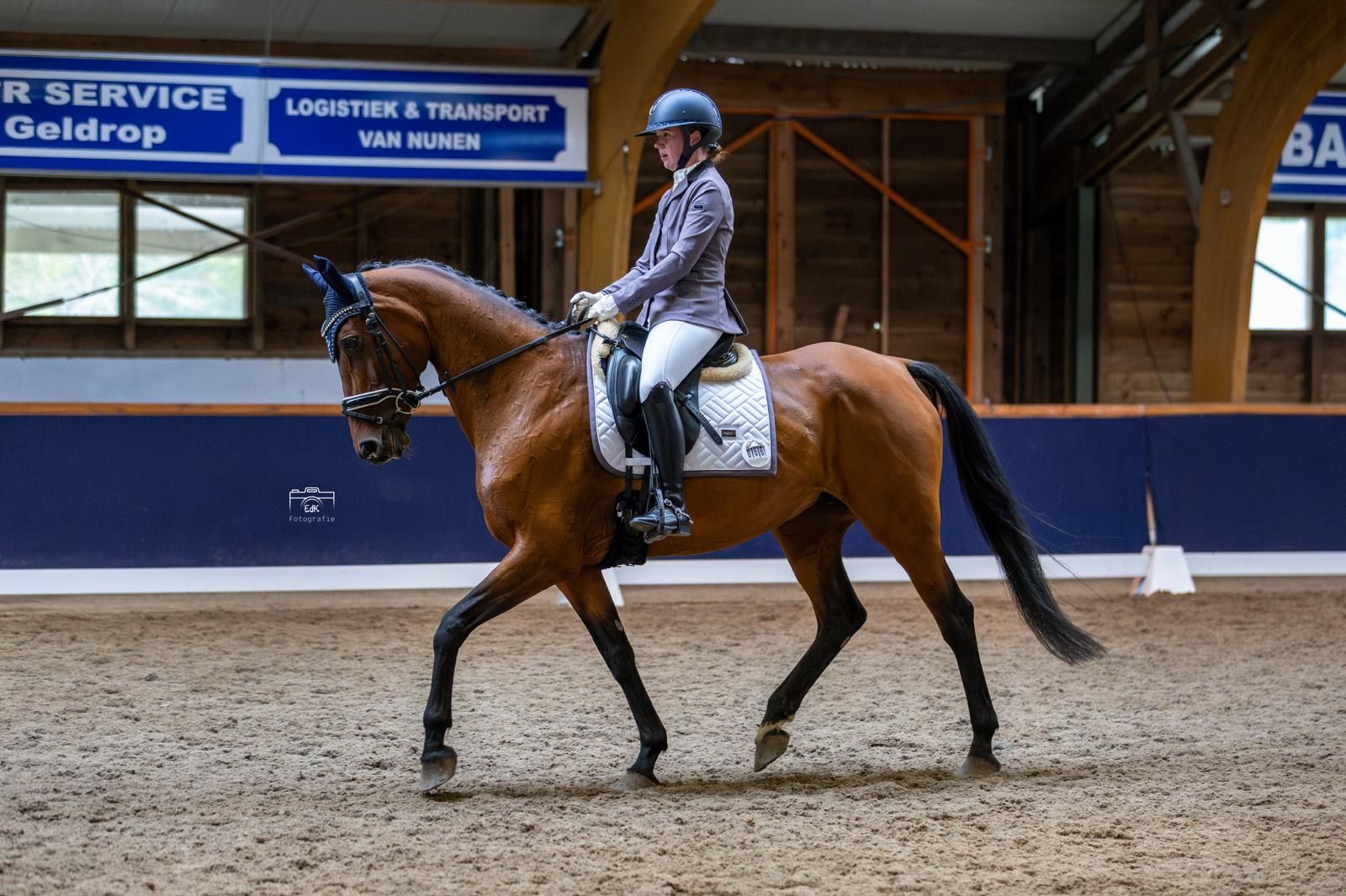 kwpn dressuurpaard merrie 13 jaar te koop - Foto 4