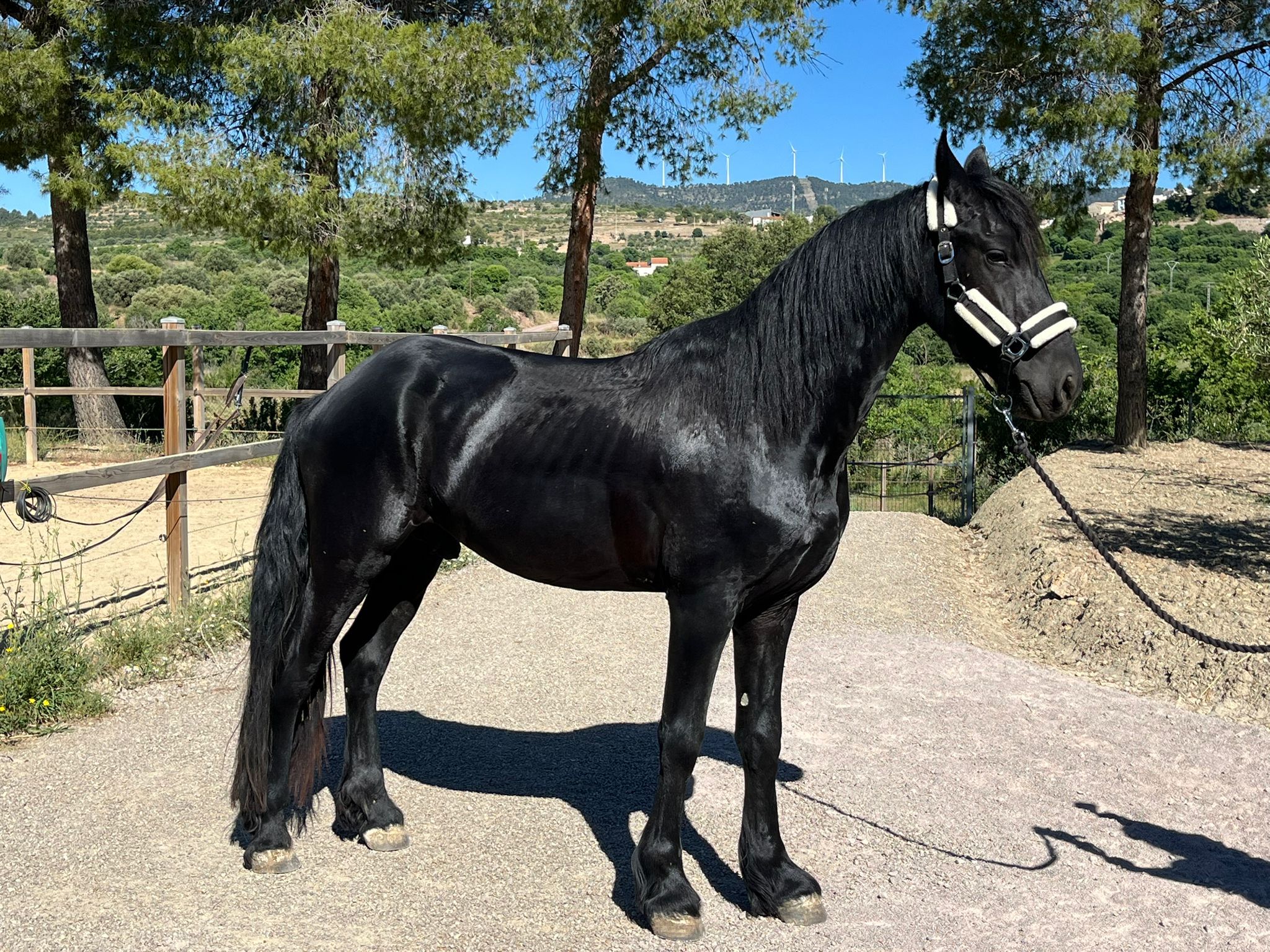 Friesian stallion, 3 years old