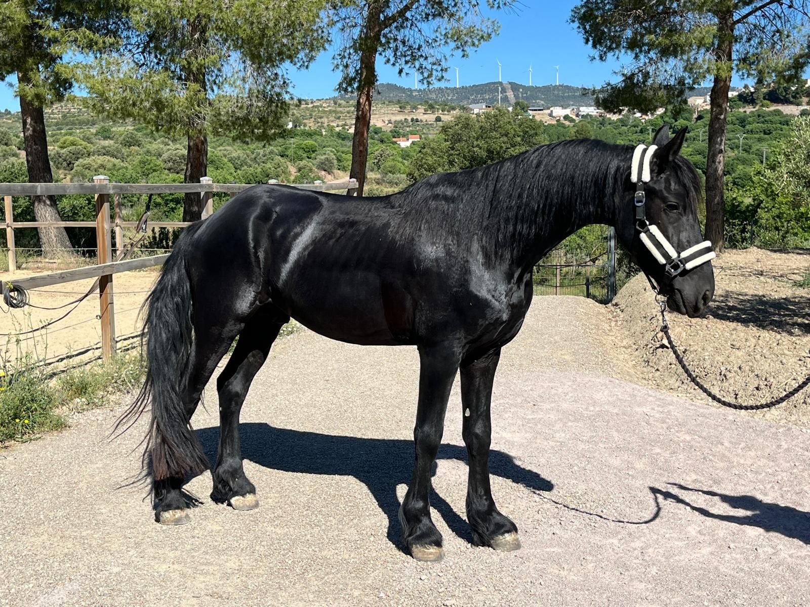 fries hengst 3 years old zwart for sale - Photo 2
