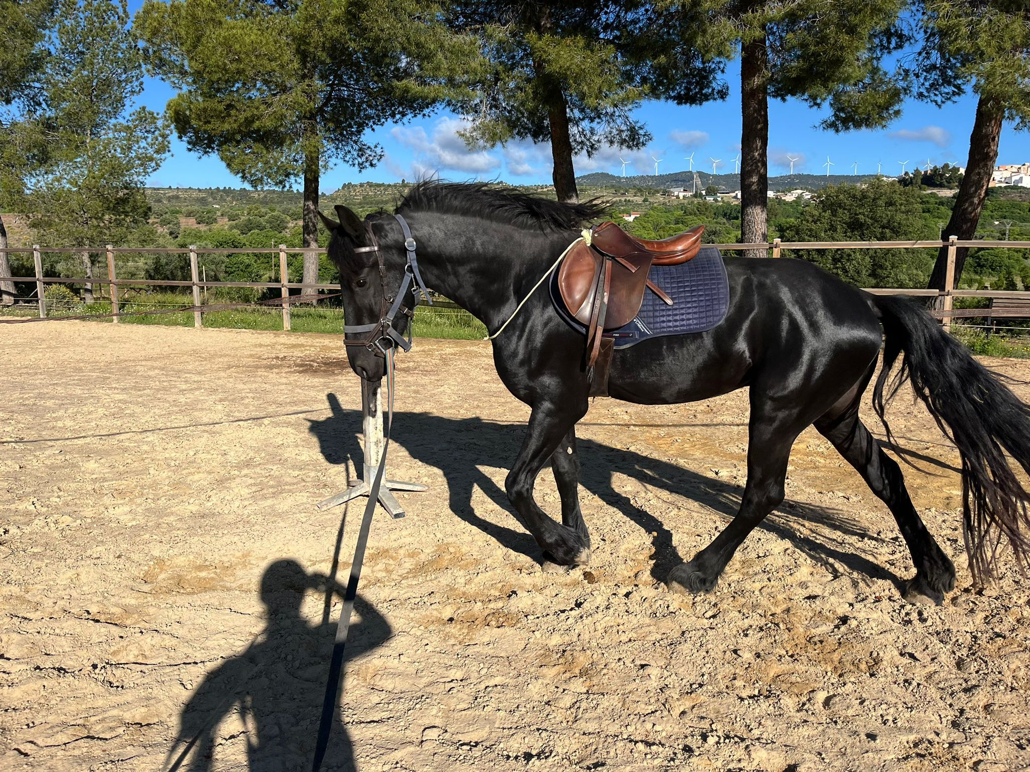 fries hengst 3 years old zwart for sale - Photo 3