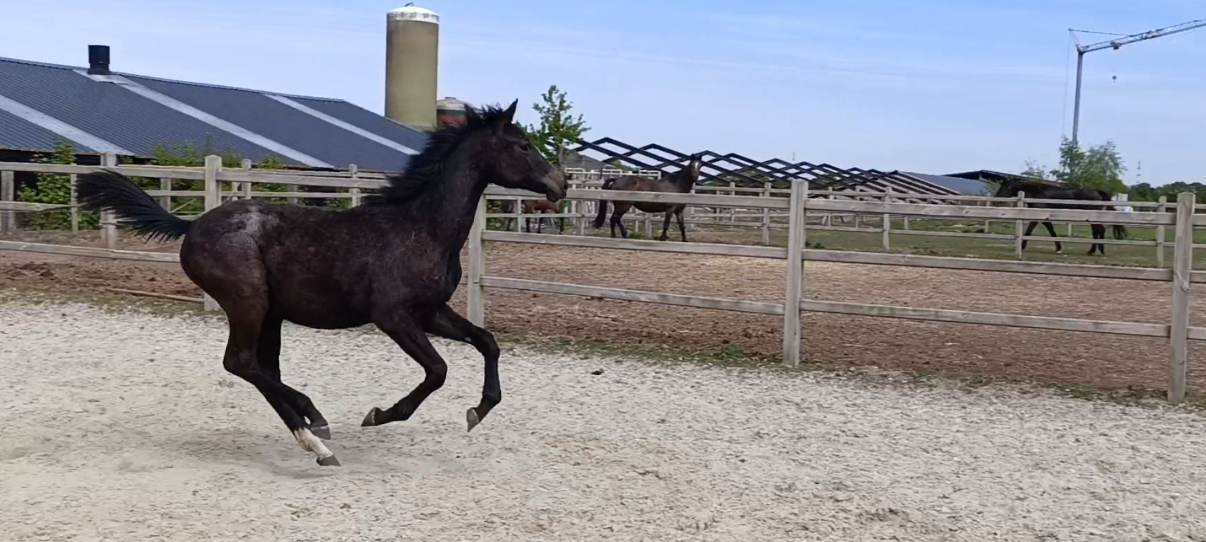 Zangersheide springpaard Merrie 1 år schimmel till salu - Foto 3
