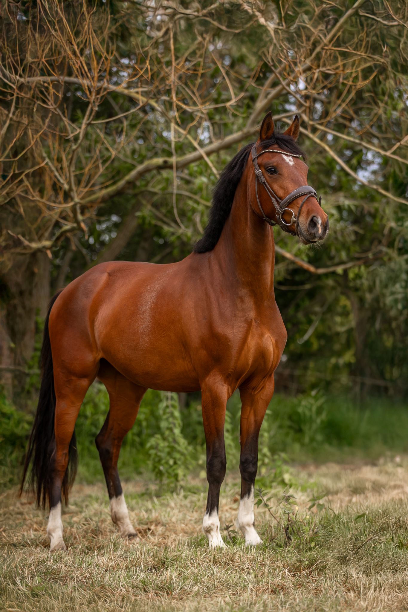 kwpn dressuurpaard merrie 3 years old bruin for sale - Photo 2